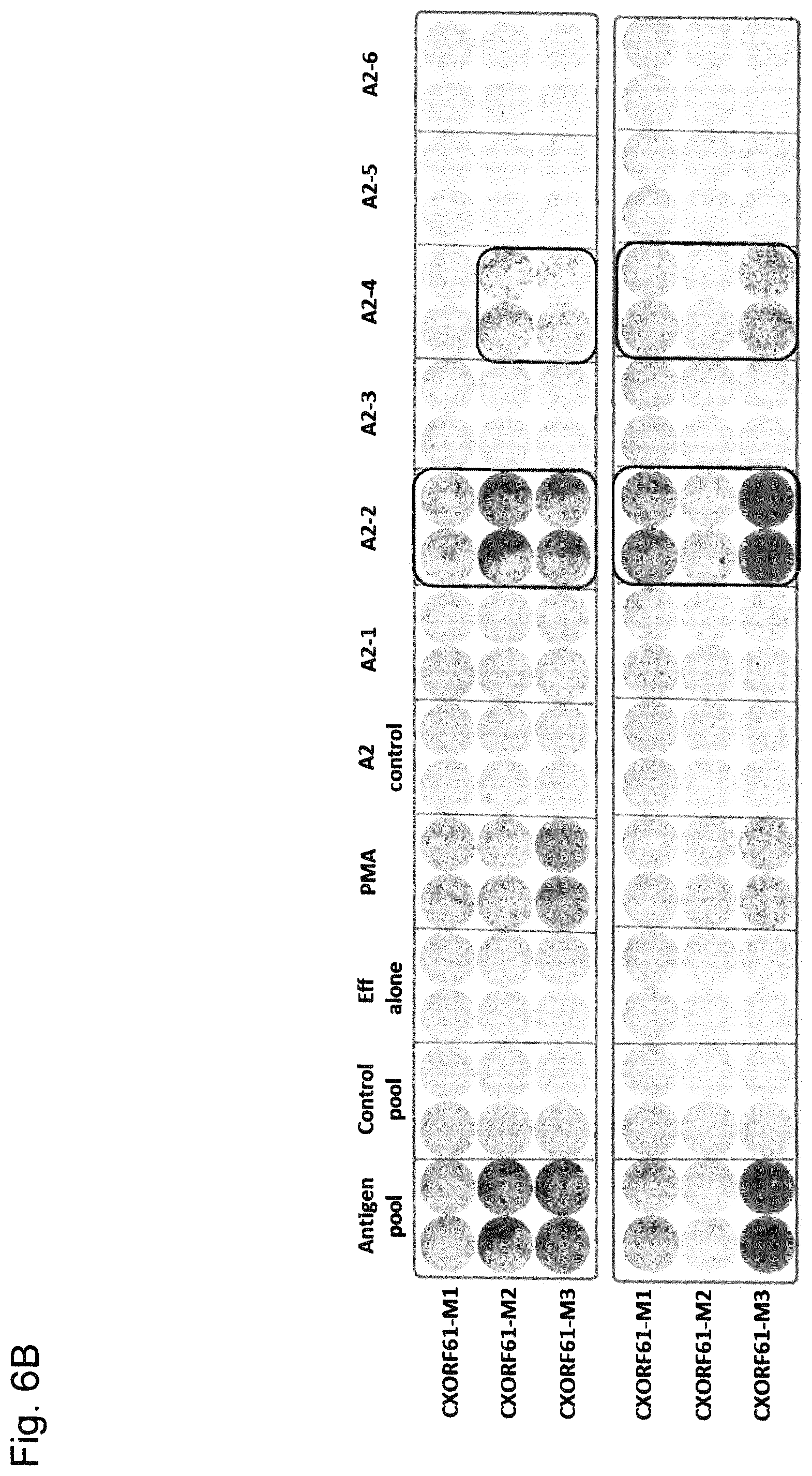 Patent US12410221 Figure 9 – Tumor antigens for determining cancer therapy
