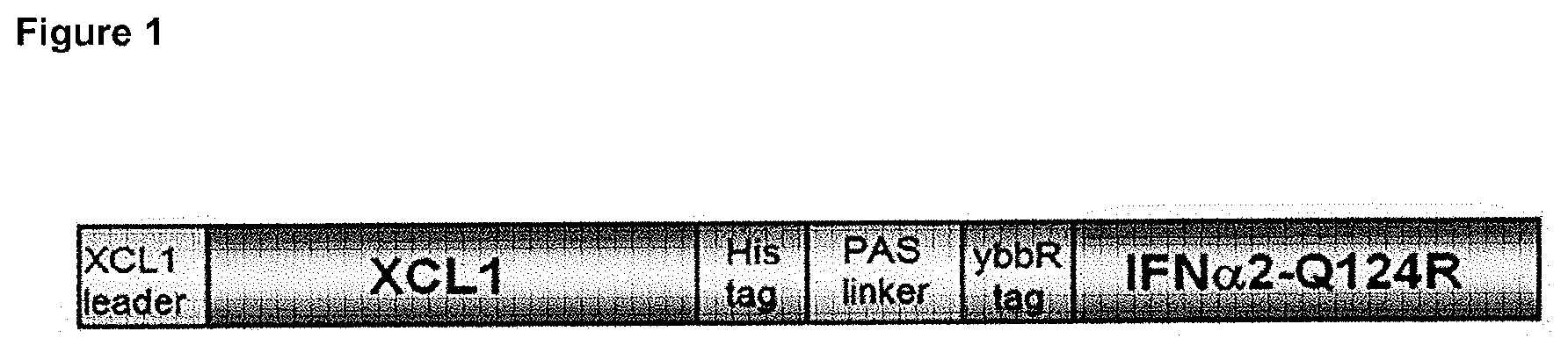 Patent US12410222 Figure 1 – Fusokines involving cytokines with strongly reduced receptor binding affinities