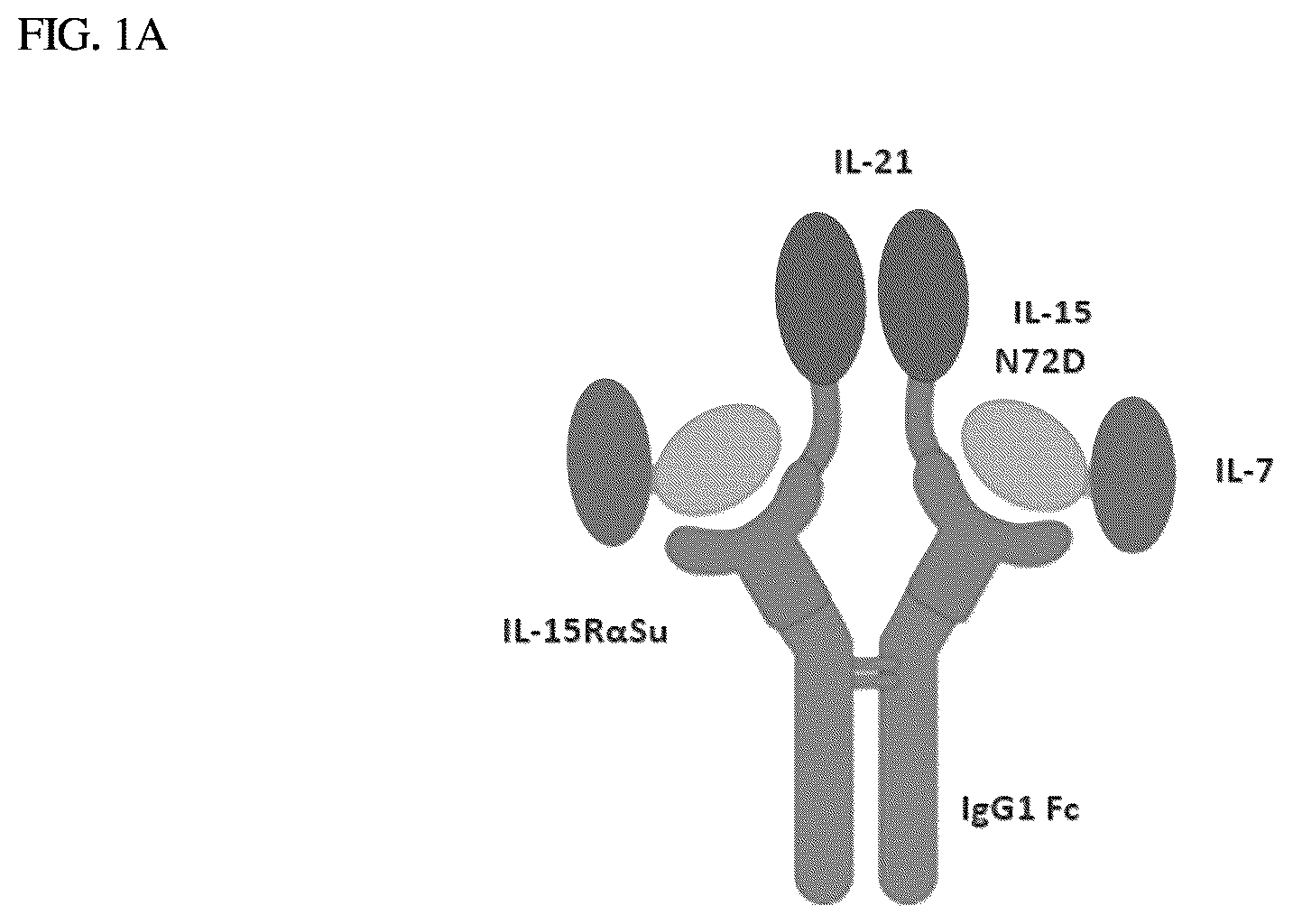 Patent US12410224 Figure 1 – IL-15-based fusions to IL-7 and IL-21