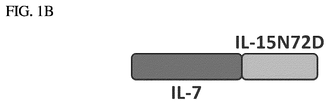 Patent US12410224 Figure 2 – IL-15-based fusions to IL-7 and IL-21