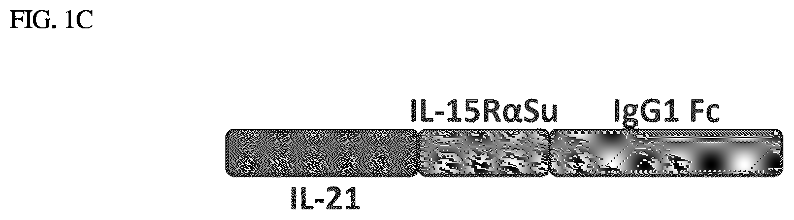 Patent US12410224 Figure 3 – IL-15-based fusions to IL-7 and IL-21