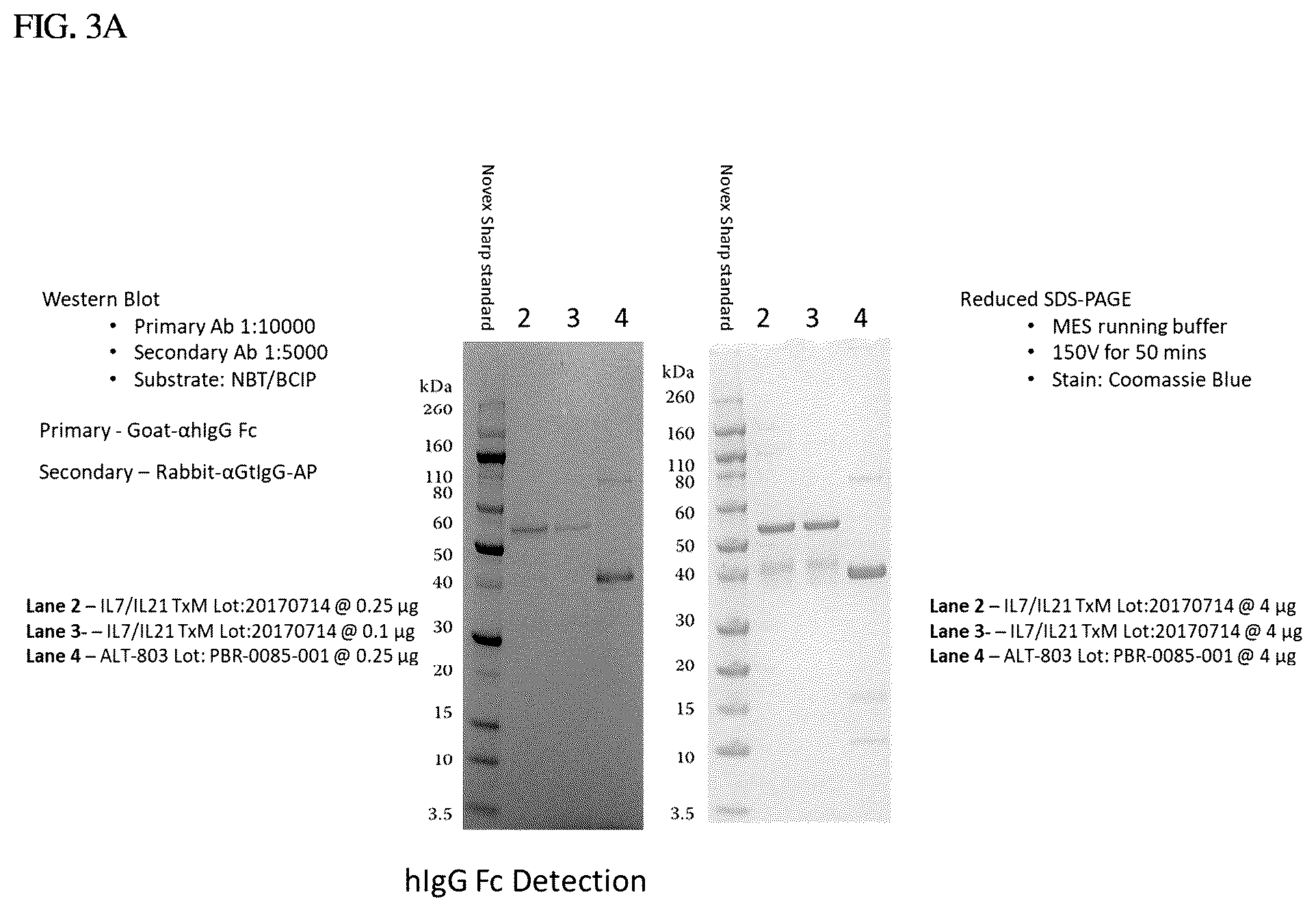 Patent US12410224 Figure 7 – IL-15-based fusions to IL-7 and IL-21