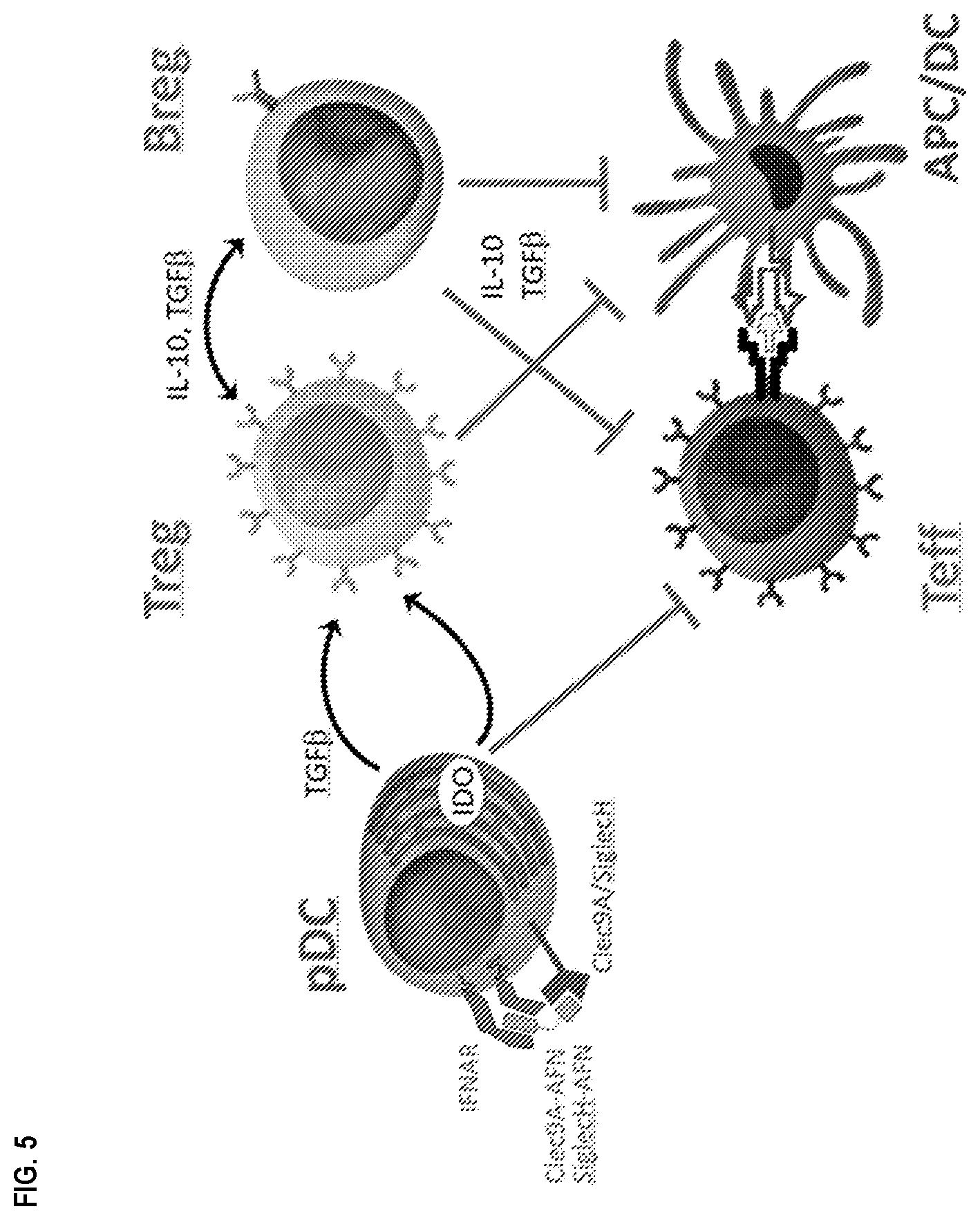 Patent US12410225 Figure 5 – Modulation of dendritic cell lineages