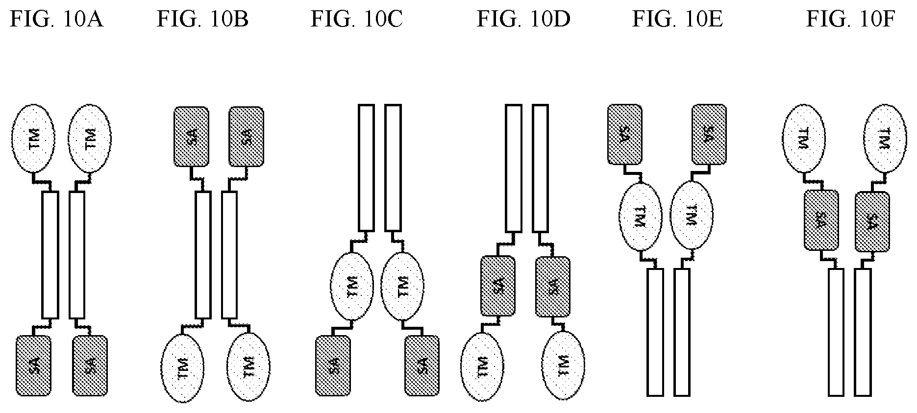 Patent US12410225 Figure 10 – Modulation of dendritic cell lineages