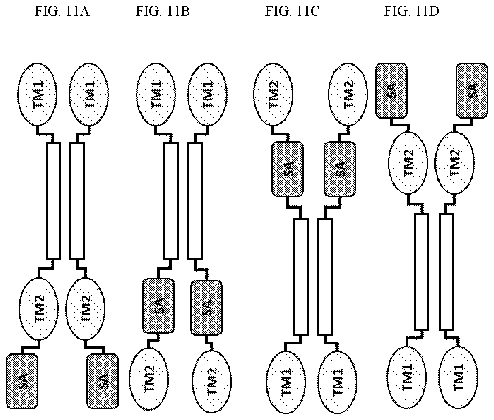 Patent US12410225 Figure 11 – Modulation of dendritic cell lineages