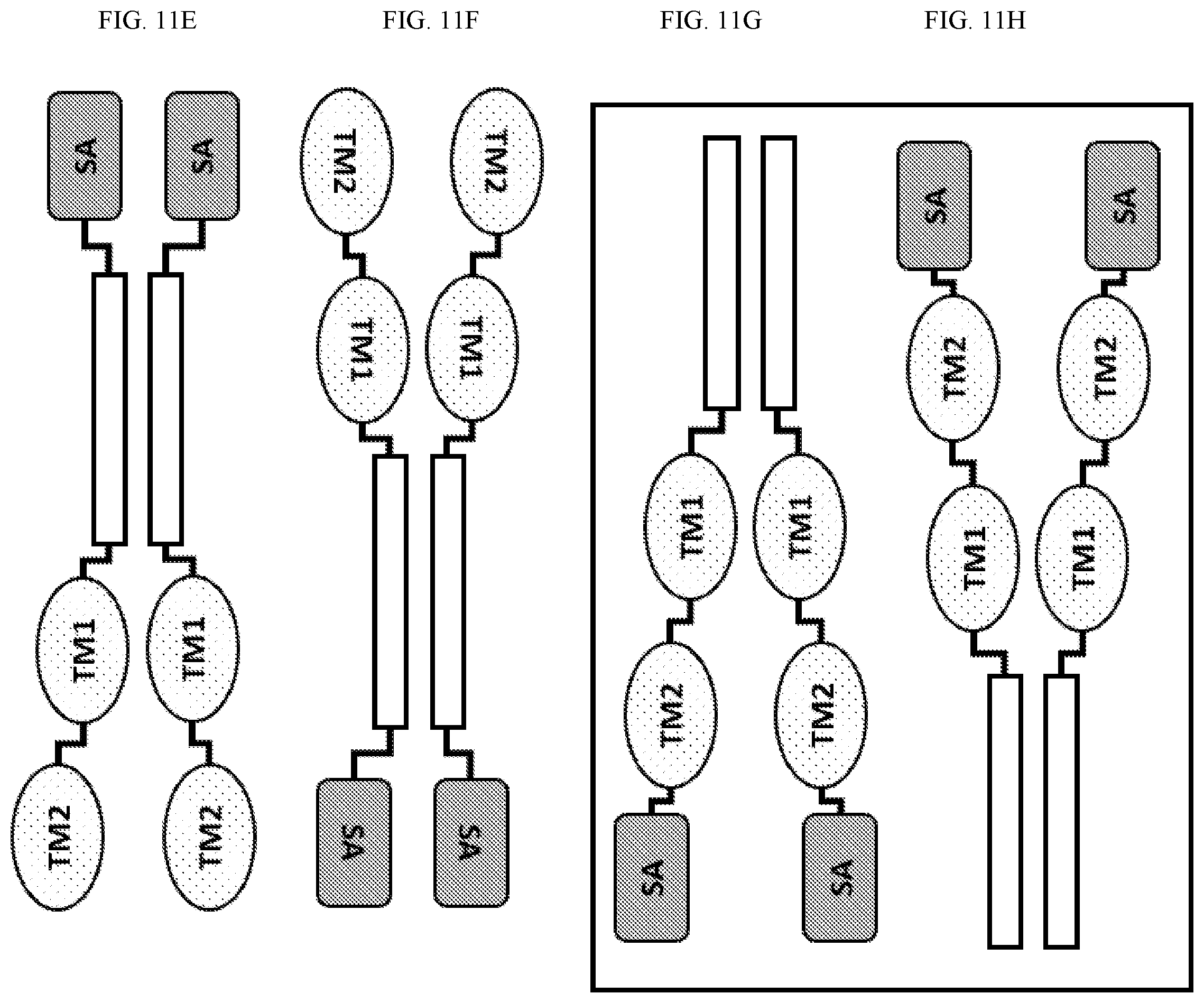 Patent US12410225 Figure 12 – Modulation of dendritic cell lineages