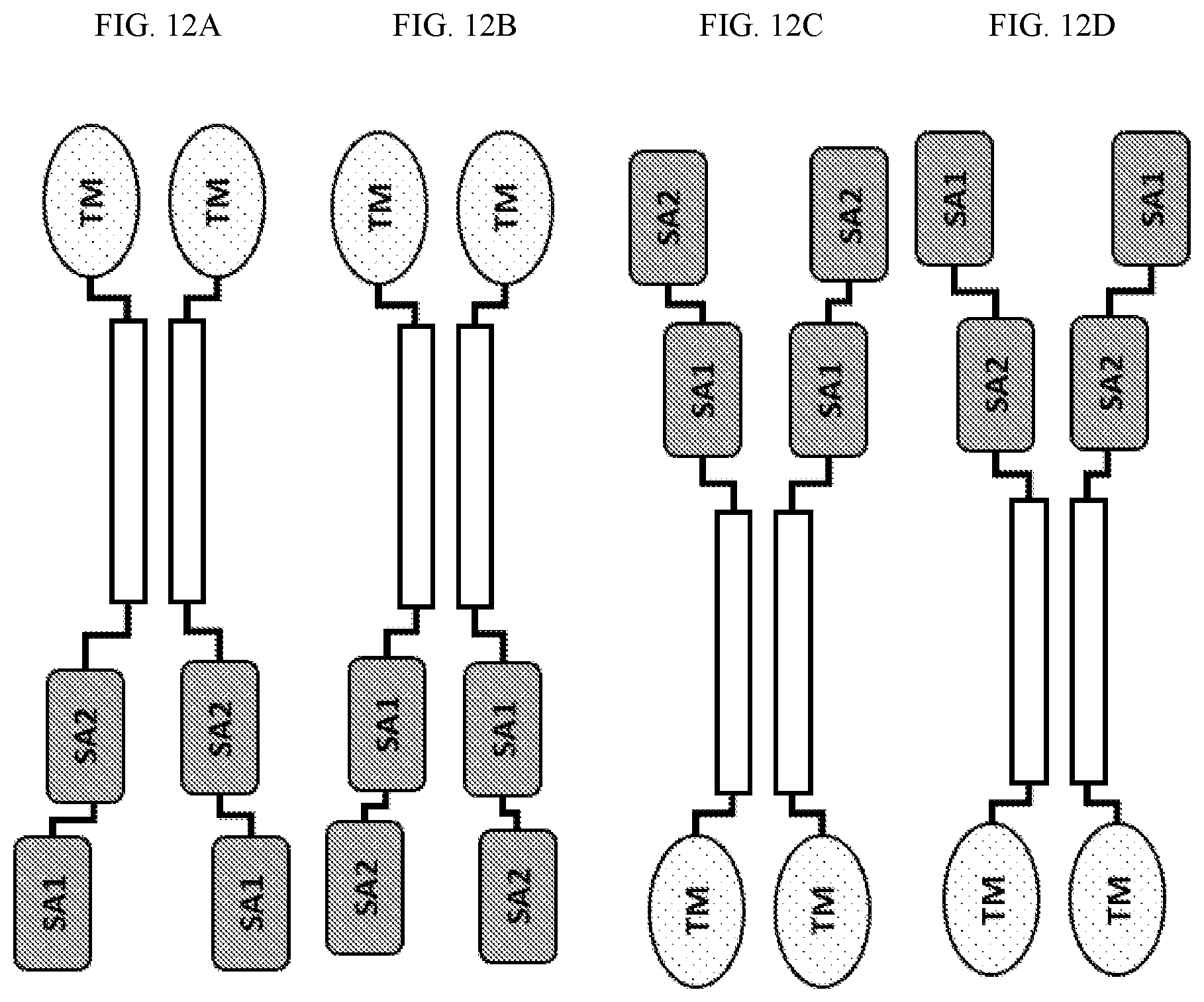 Patent US12410225 Figure 13 – Modulation of dendritic cell lineages