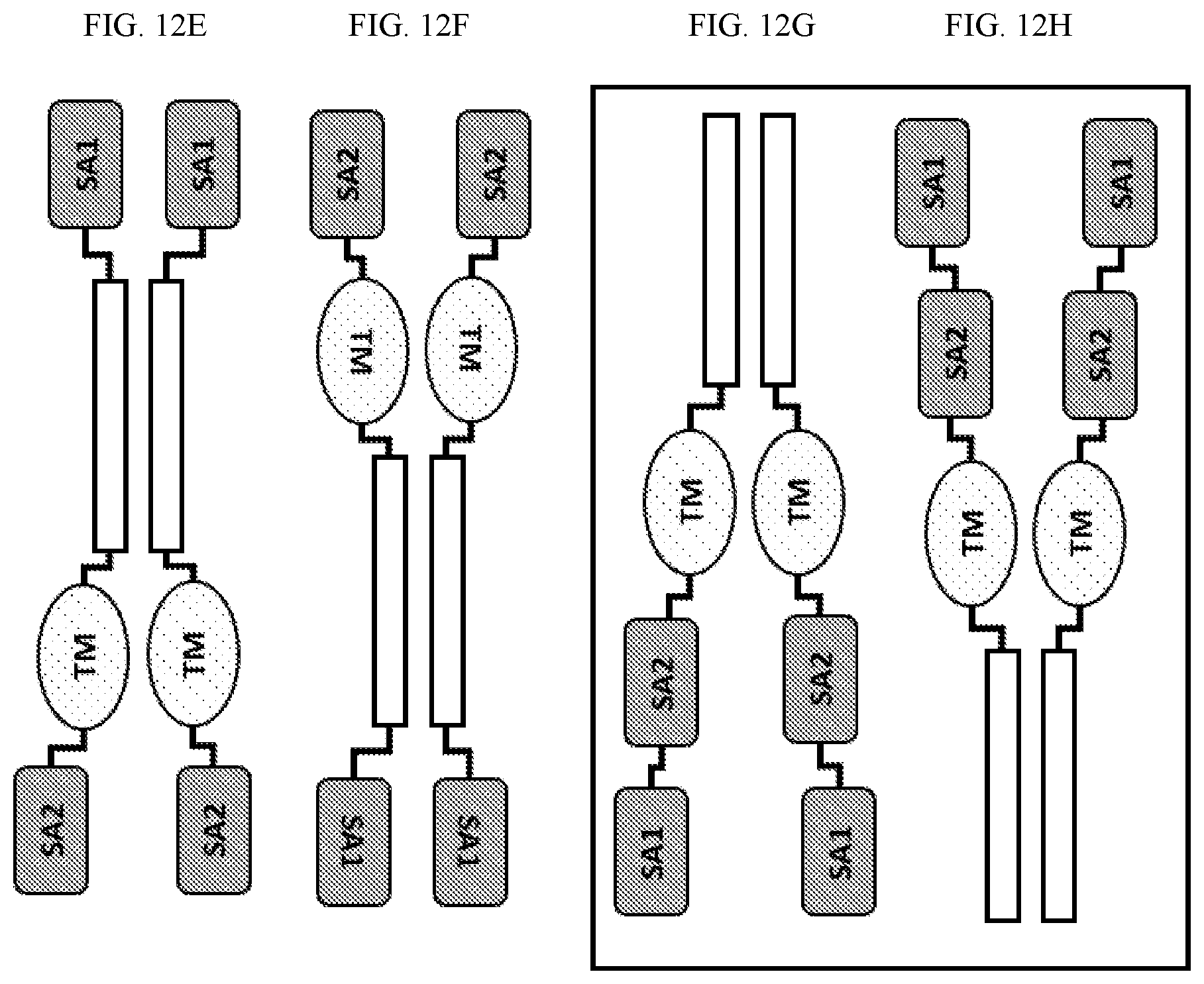 Patent US12410225 Figure 14 – Modulation of dendritic cell lineages