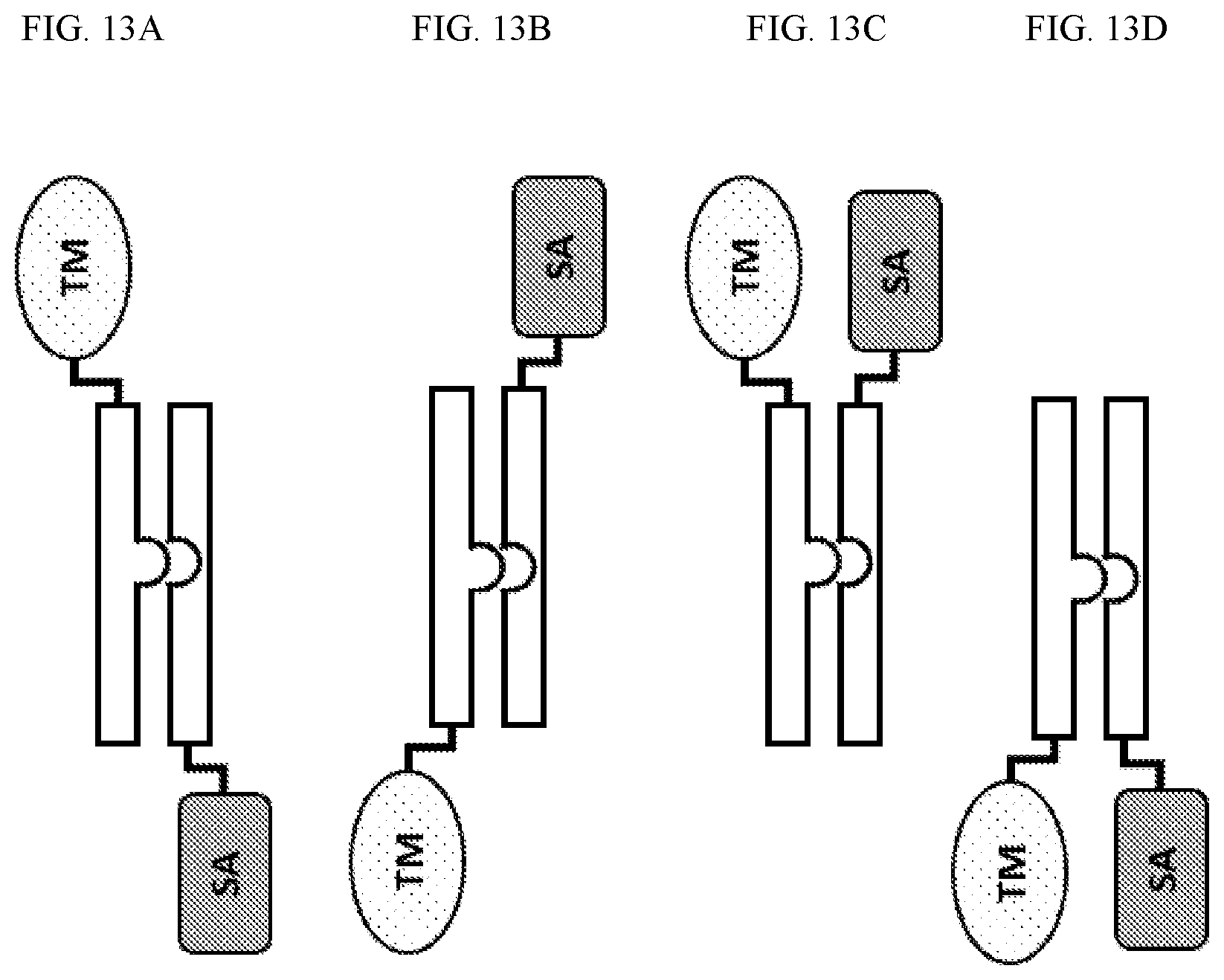 Patent US12410225 Figure 15 – Modulation of dendritic cell lineages