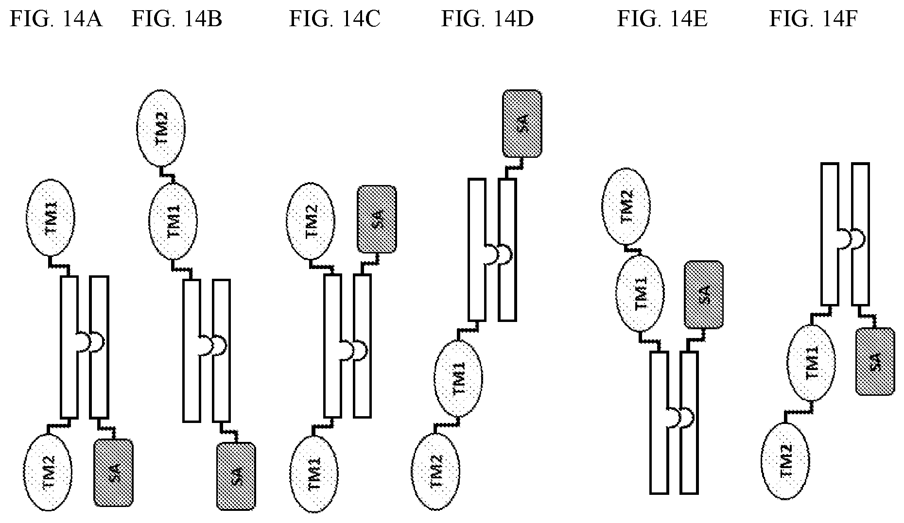 Patent US12410225 Figure 16 – Modulation of dendritic cell lineages