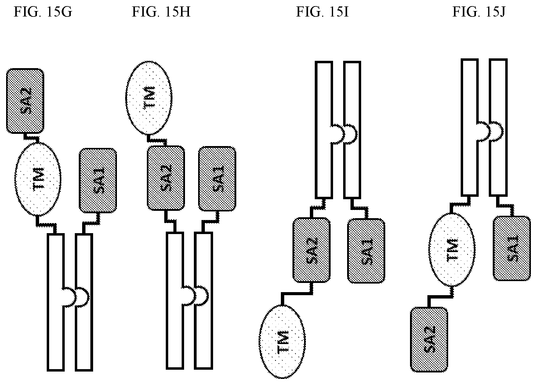 Patent US12410225 Figure 18 – Modulation of dendritic cell lineages