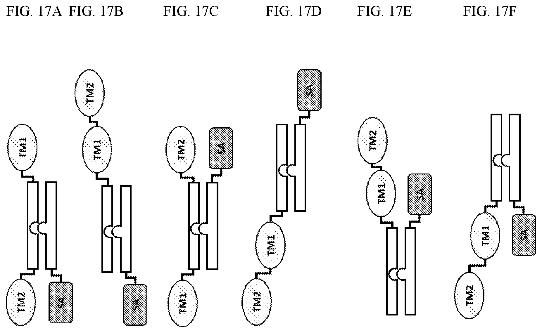 Patent US12410225 Figure 20 – Modulation of dendritic cell lineages