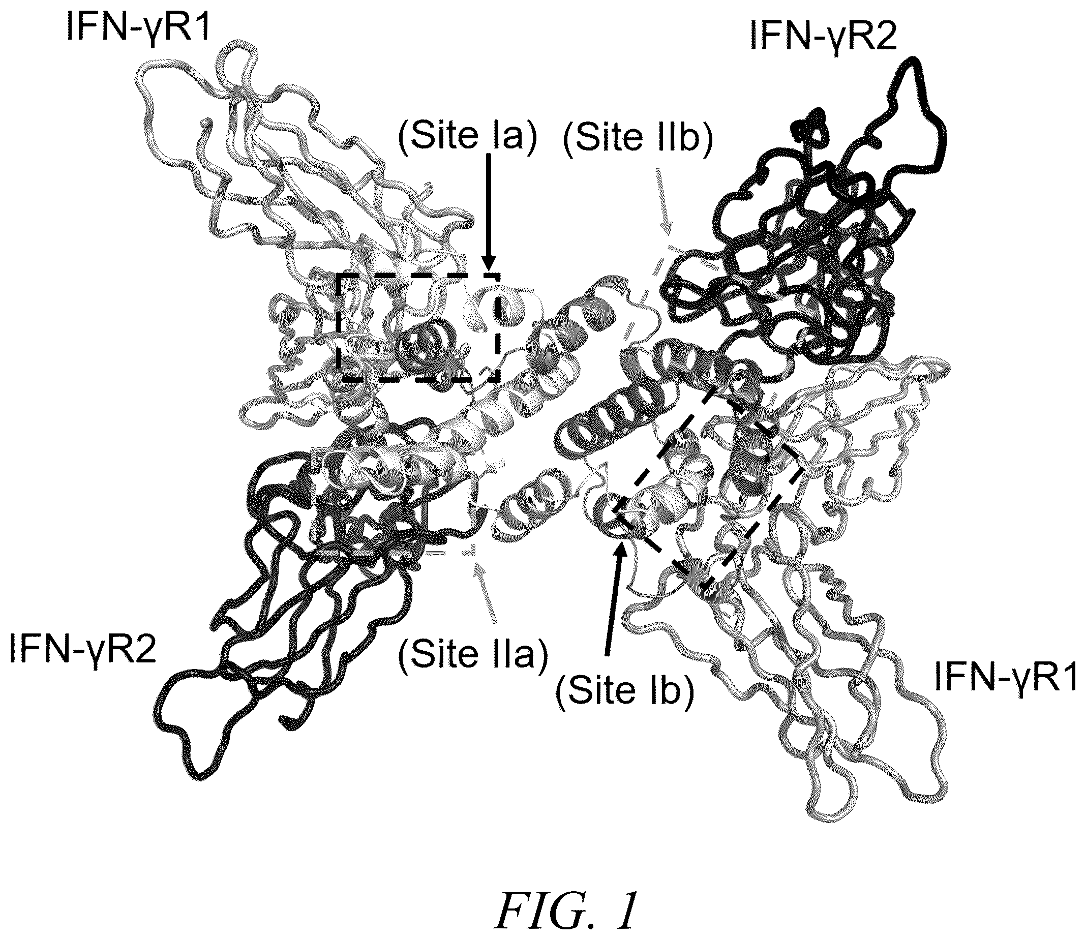 Patent US12410226 Figure 1 – Interferon-gamma biased agonists