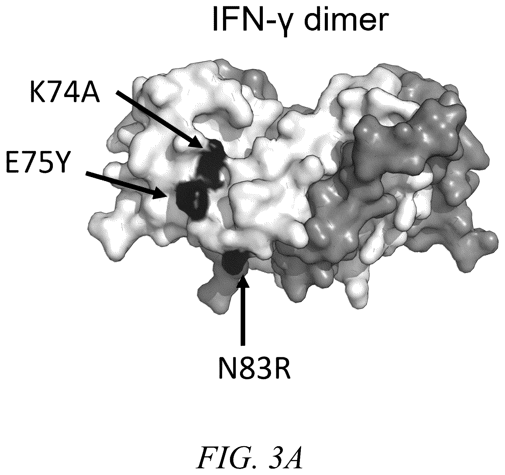 Patent US12410226 Figure 3 – Interferon-gamma biased agonists