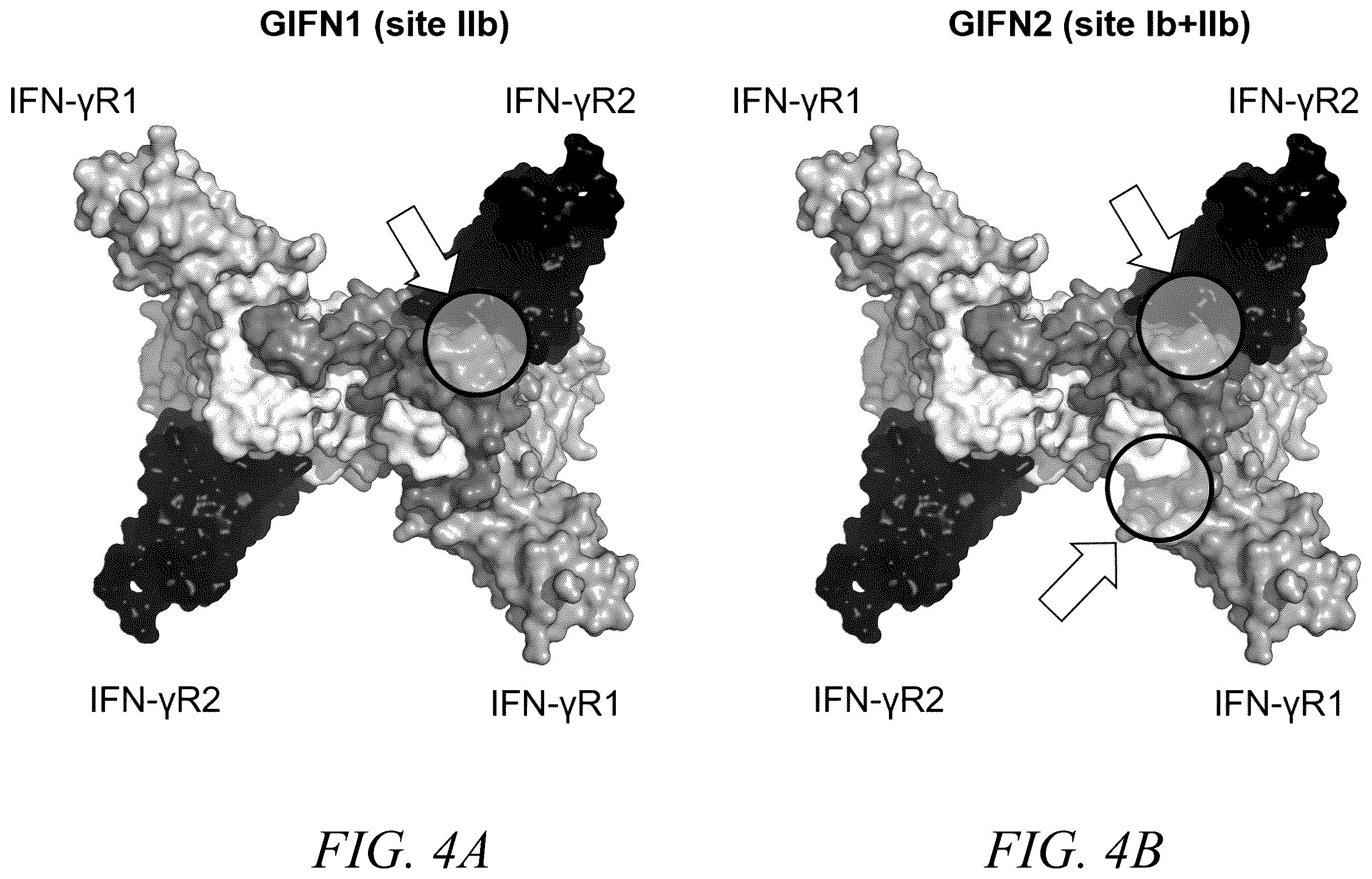 Patent US12410226 Figure 5 – Interferon-gamma biased agonists