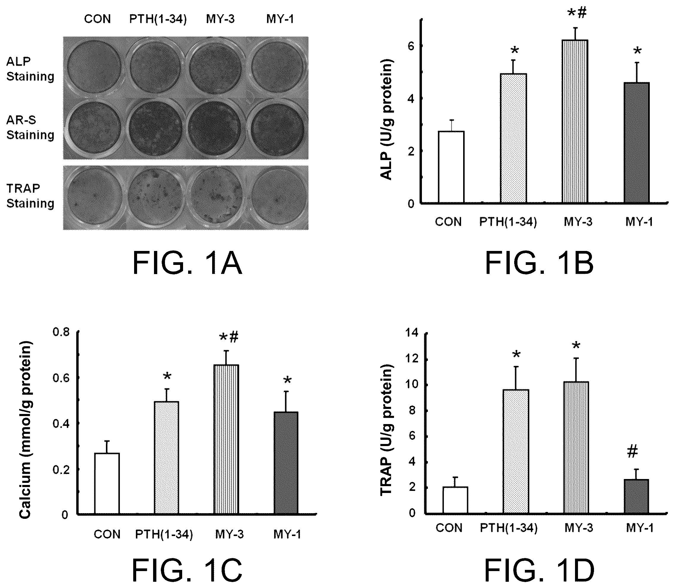 Patent US12410229 Figure 1 – PTH mimetic peptide based on protein domain reconstruction and application thereof