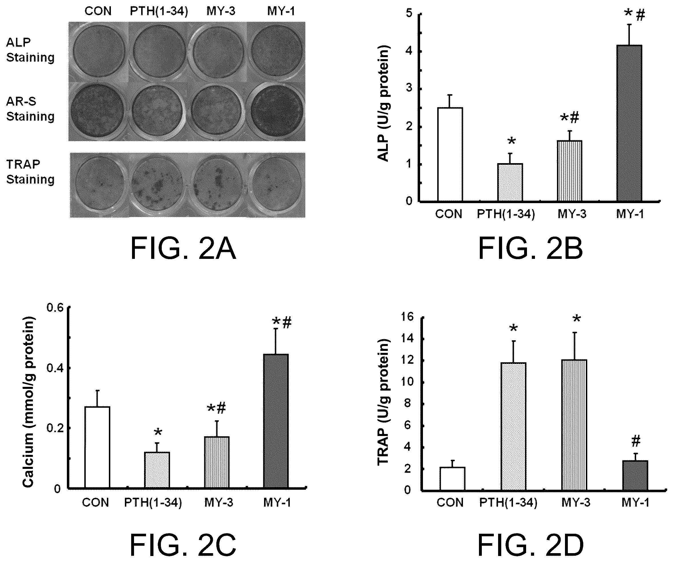 Patent US12410229 Figure 2 – PTH mimetic peptide based on protein domain reconstruction and application thereof