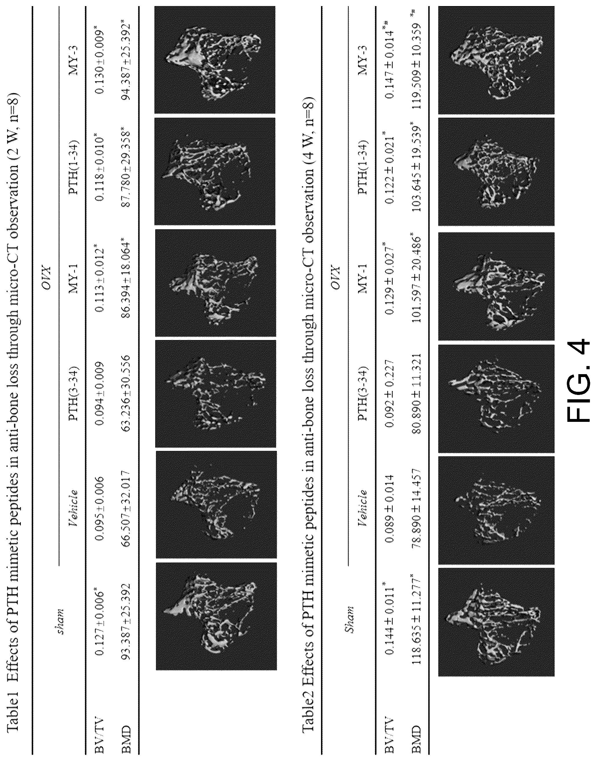 Patent US12410229 Figure 4 – PTH mimetic peptide based on protein domain reconstruction and application thereof