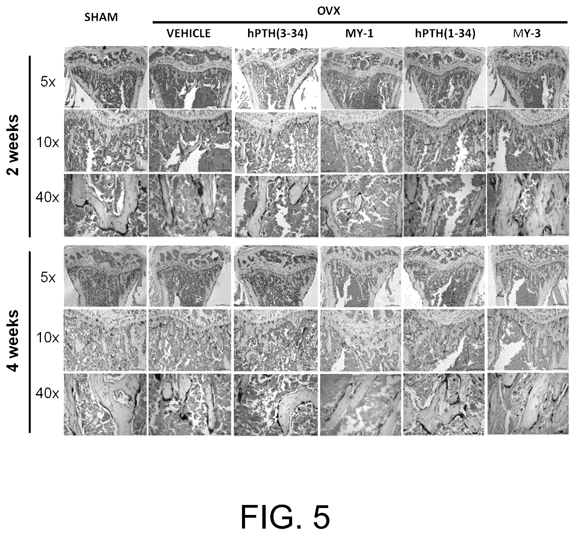 Patent US12410229 Figure 5 – PTH mimetic peptide based on protein domain reconstruction and application thereof