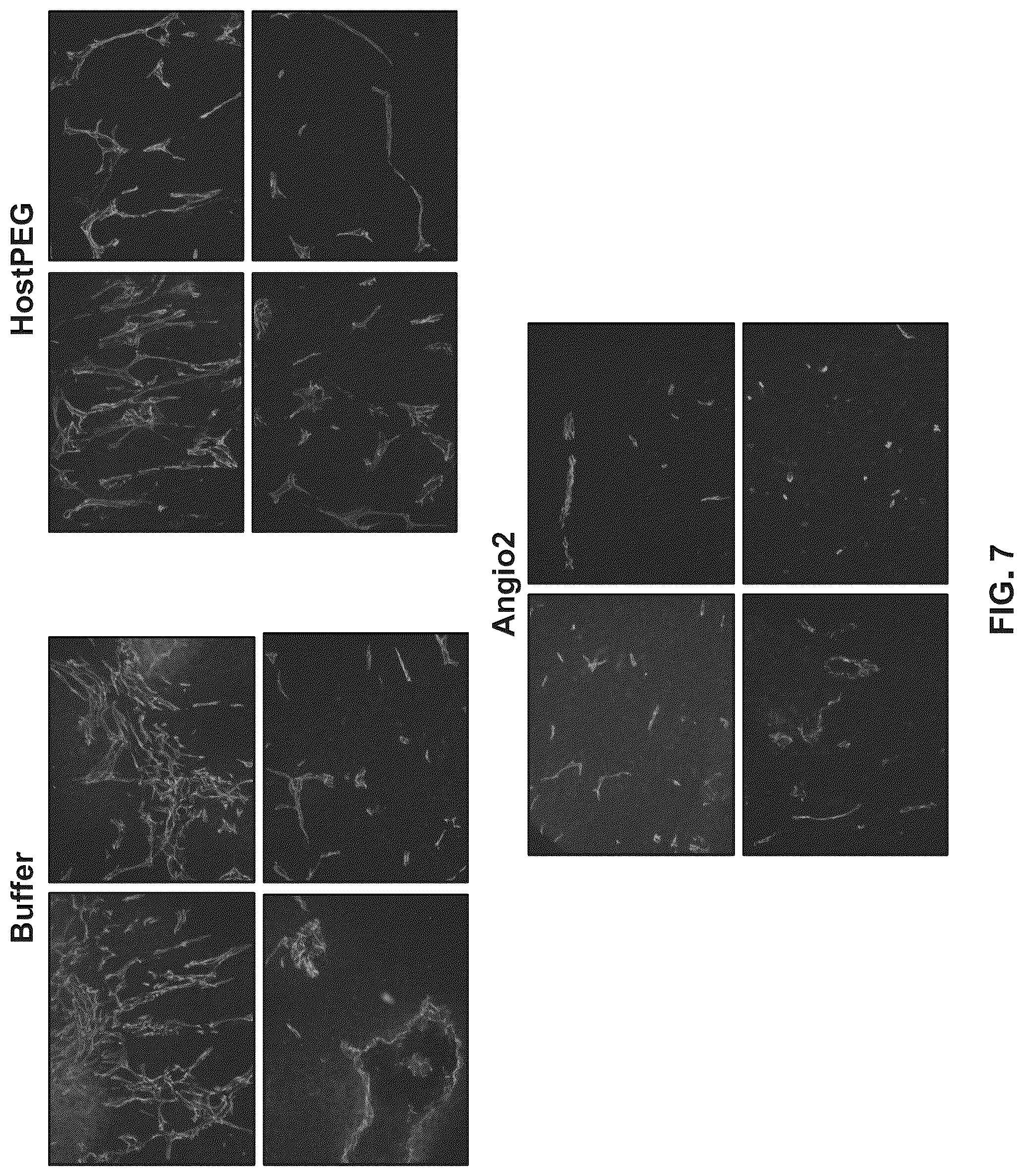 Patent US12410230 Figure 9 – Anti-angiogenic agent and methods of using such agent