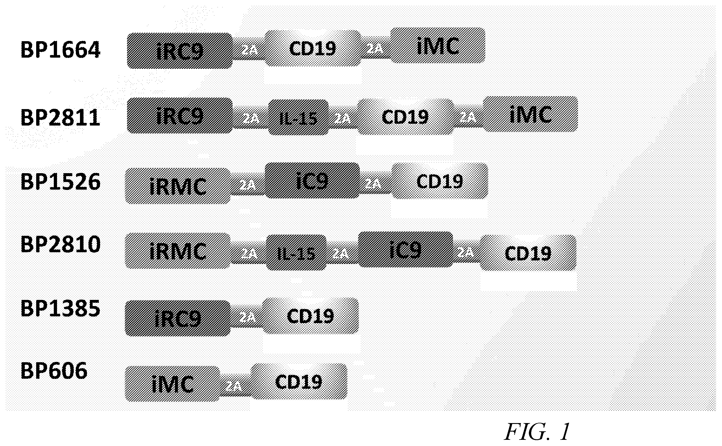 Patent US12410231 Figure 1 – Natural killer cell products and methods