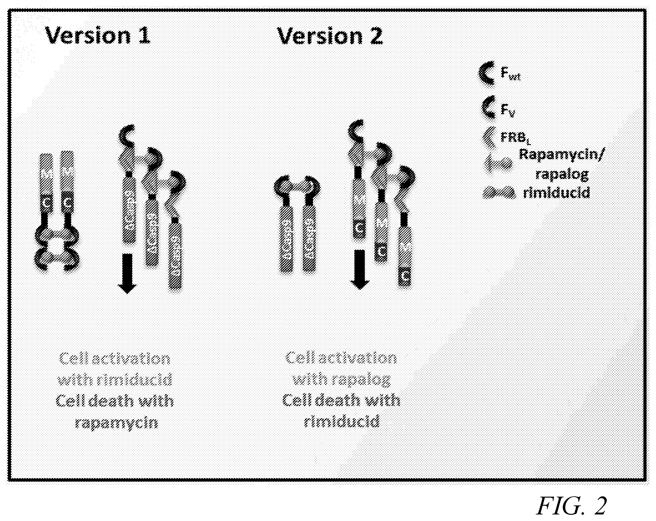 Patent US12410231 Figure 2 – Natural killer cell products and methods