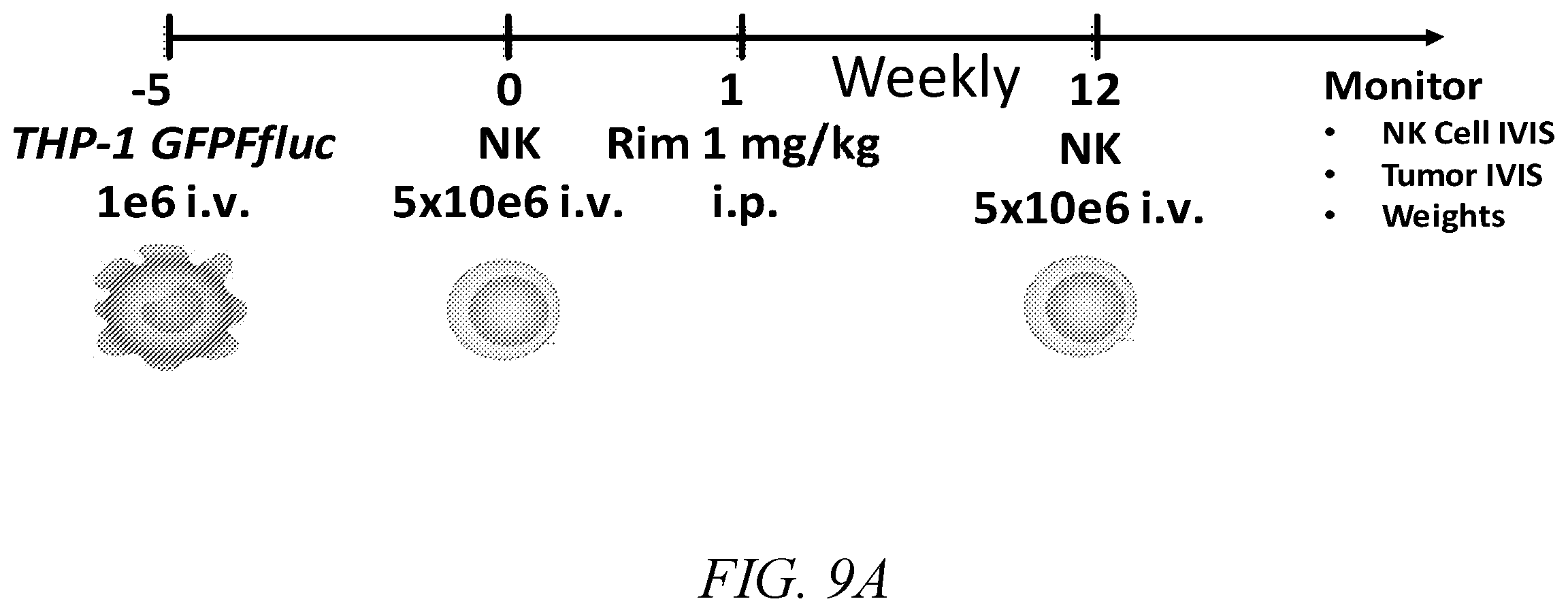 Patent US12410231 Figure 10 – Natural killer cell products and methods