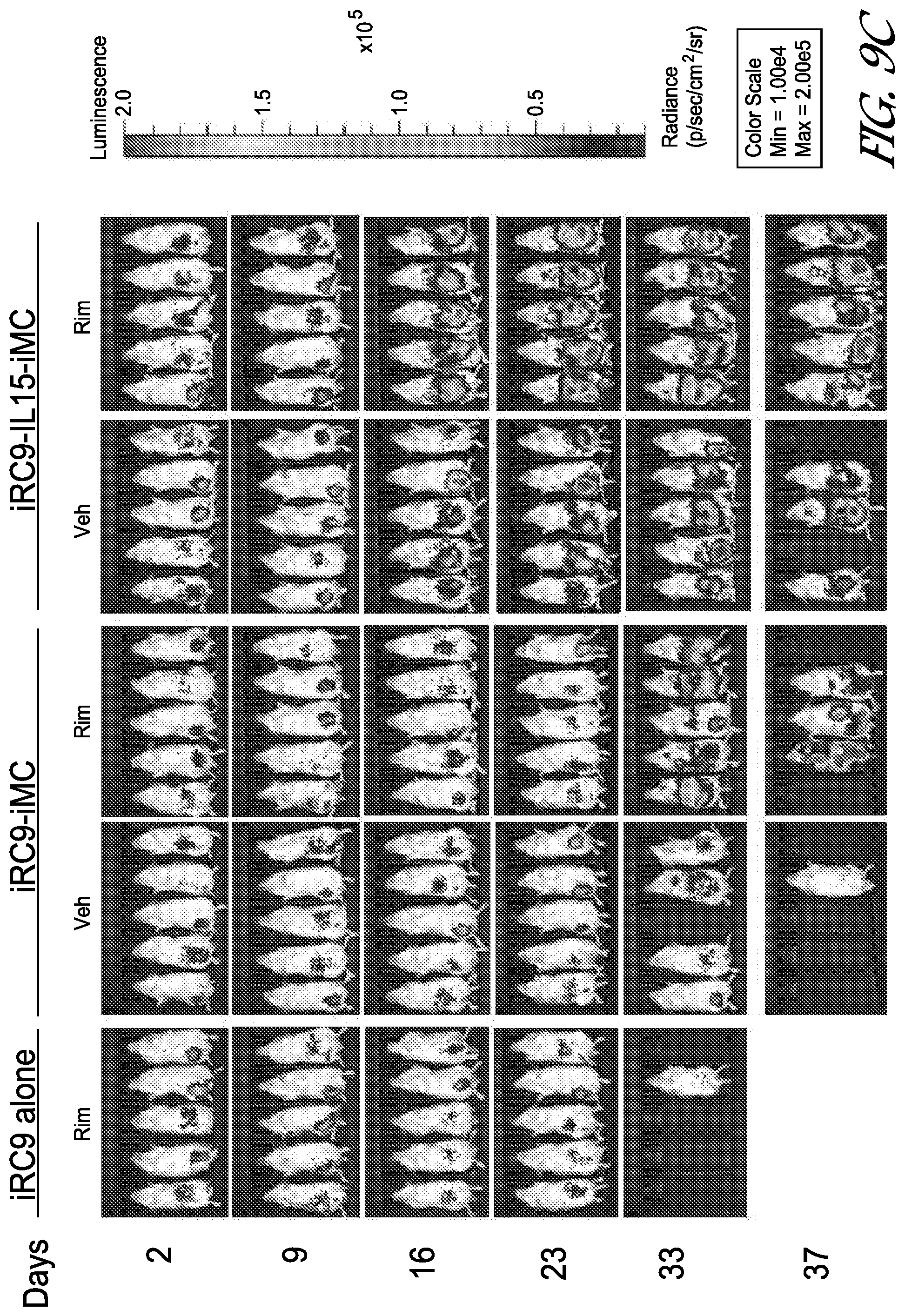 Patent US12410231 Figure 12 – Natural killer cell products and methods
