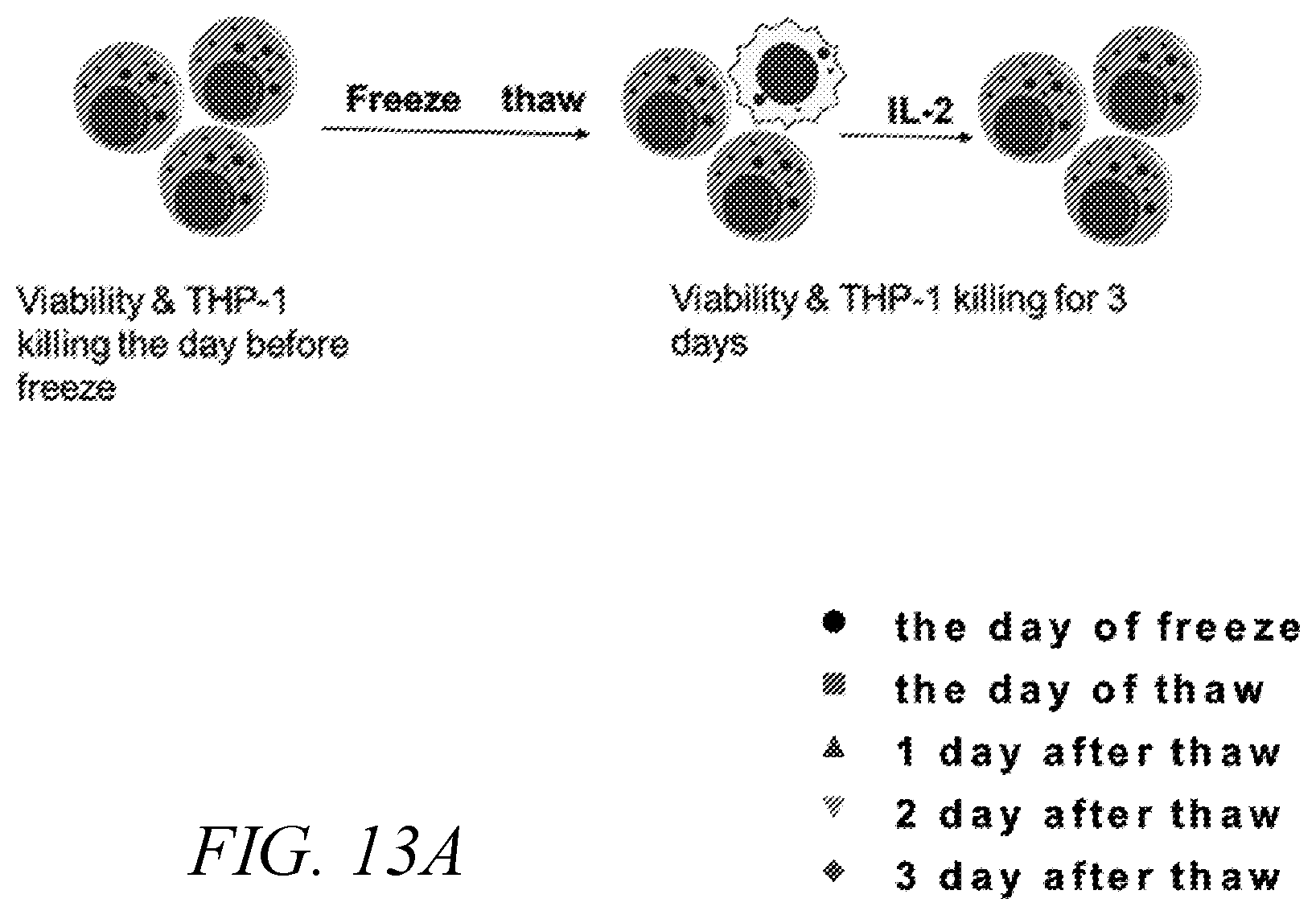Patent US12410231 Figure 20 – Natural killer cell products and methods