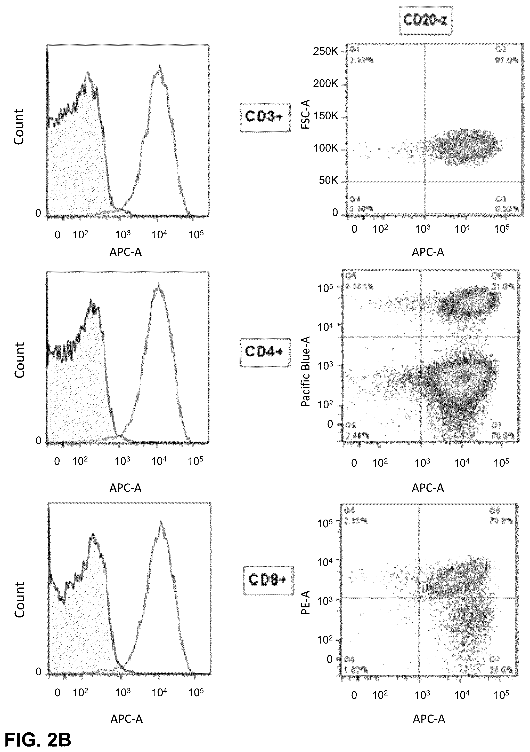 Patent US12410232 Figure 5 – Treatment of a canine CD20 positive disease or condition using a canine CD20-specific chimeric antigen receptor