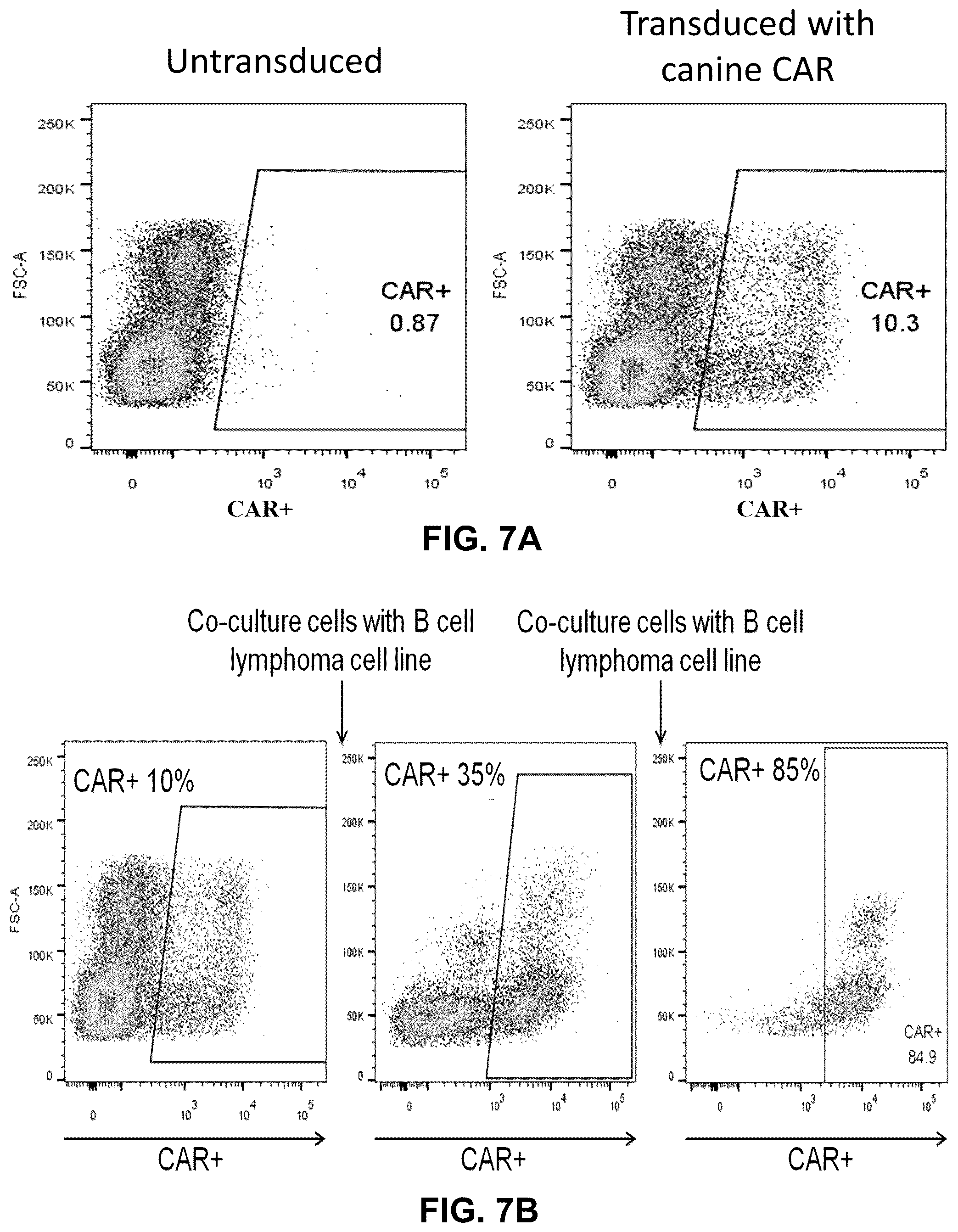 Patent US12410232 Figure 11 – Treatment of a canine CD20 positive disease or condition using a canine CD20-specific chimeric antigen receptor