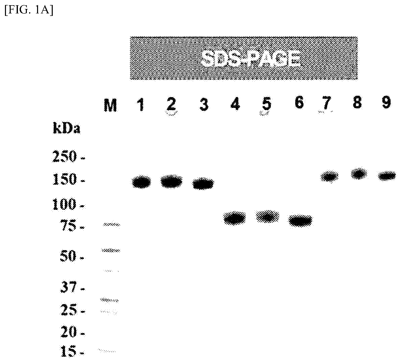 Patent US12410233 Figure 1 – Extracellular domain of alpha subunit of IgE Fc receptor, pharmaceutical composition comprising same and method for producing same