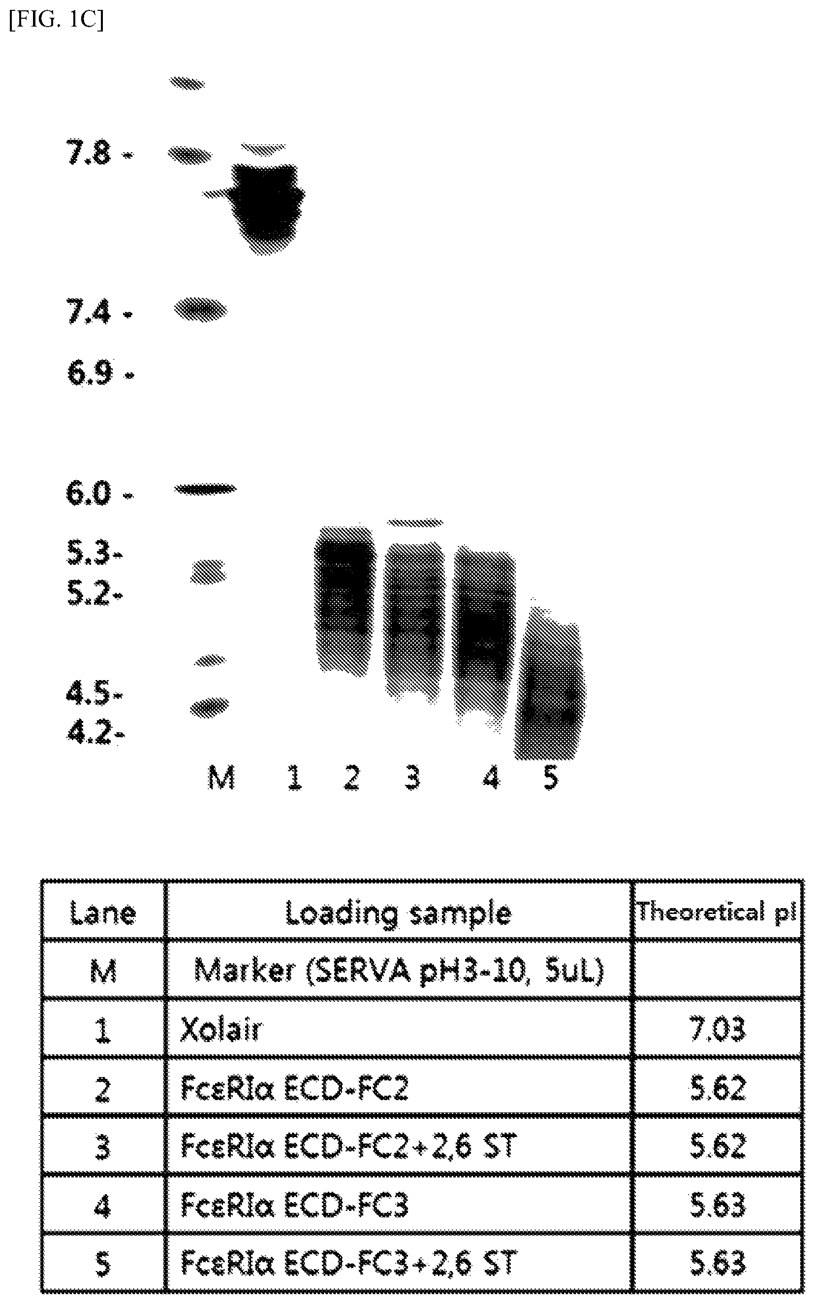 Patent US12410233 Figure 3 – Extracellular domain of alpha subunit of IgE Fc receptor, pharmaceutical composition comprising same and method for producing same