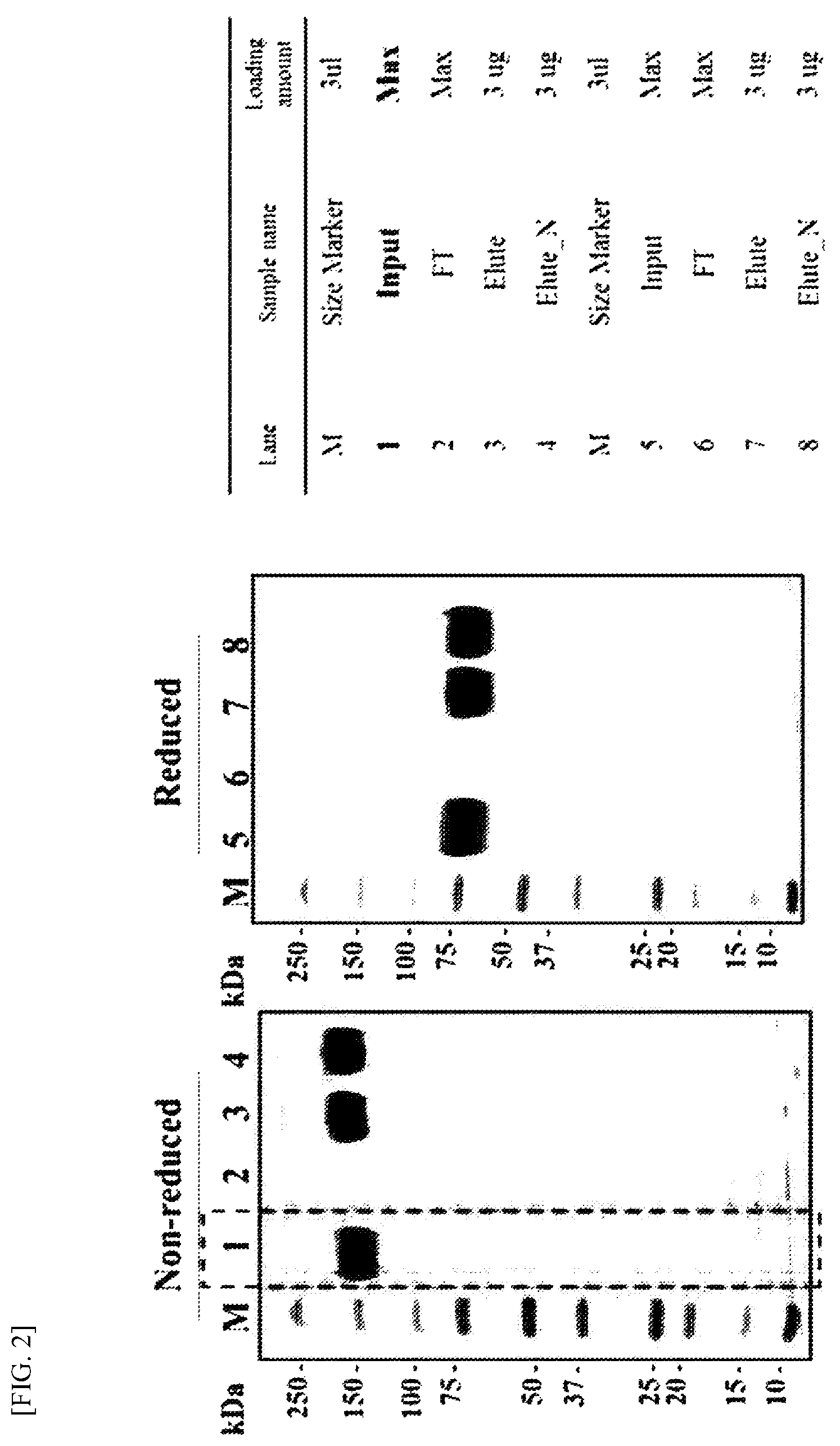 Patent US12410233 Figure 4 – Extracellular domain of alpha subunit of IgE Fc receptor, pharmaceutical composition comprising same and method for producing same