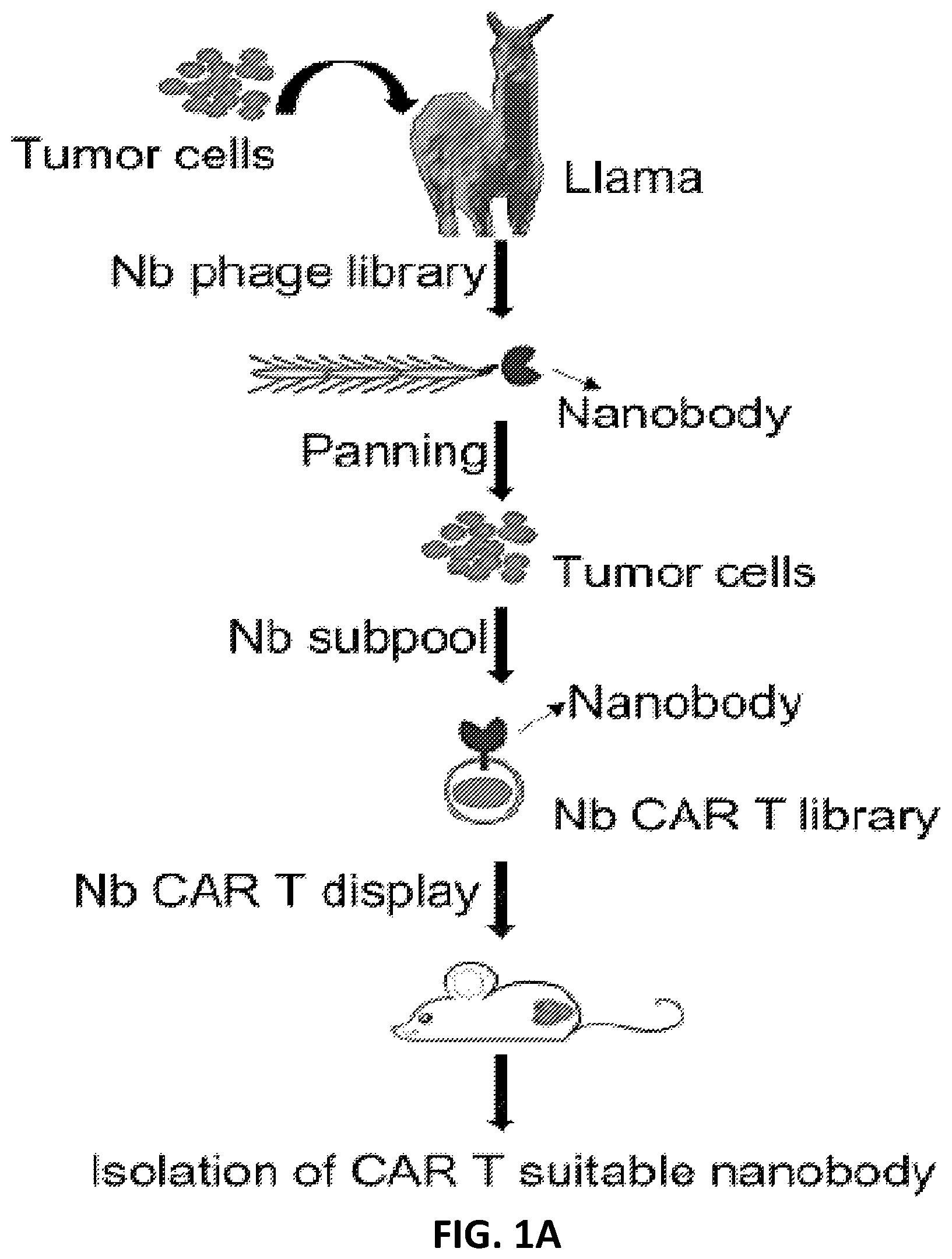 Patent US12410234 Figure 1 – Compositions and methods for retrieving tumor-related antibodies and antigens