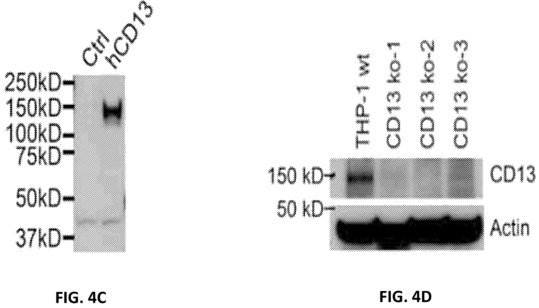 Patent US12410234 Figure 12 – Compositions and methods for retrieving tumor-related antibodies and antigens