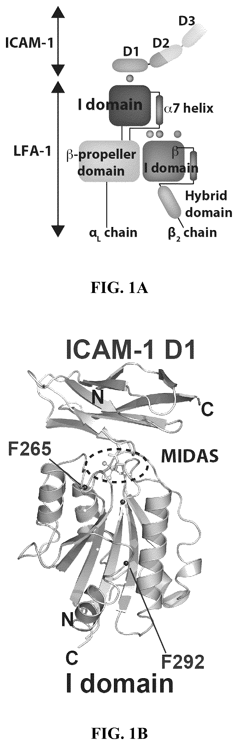Patent US12410235 Figure 1 – I domain chimeric antigen receptor specific to ICAM-1