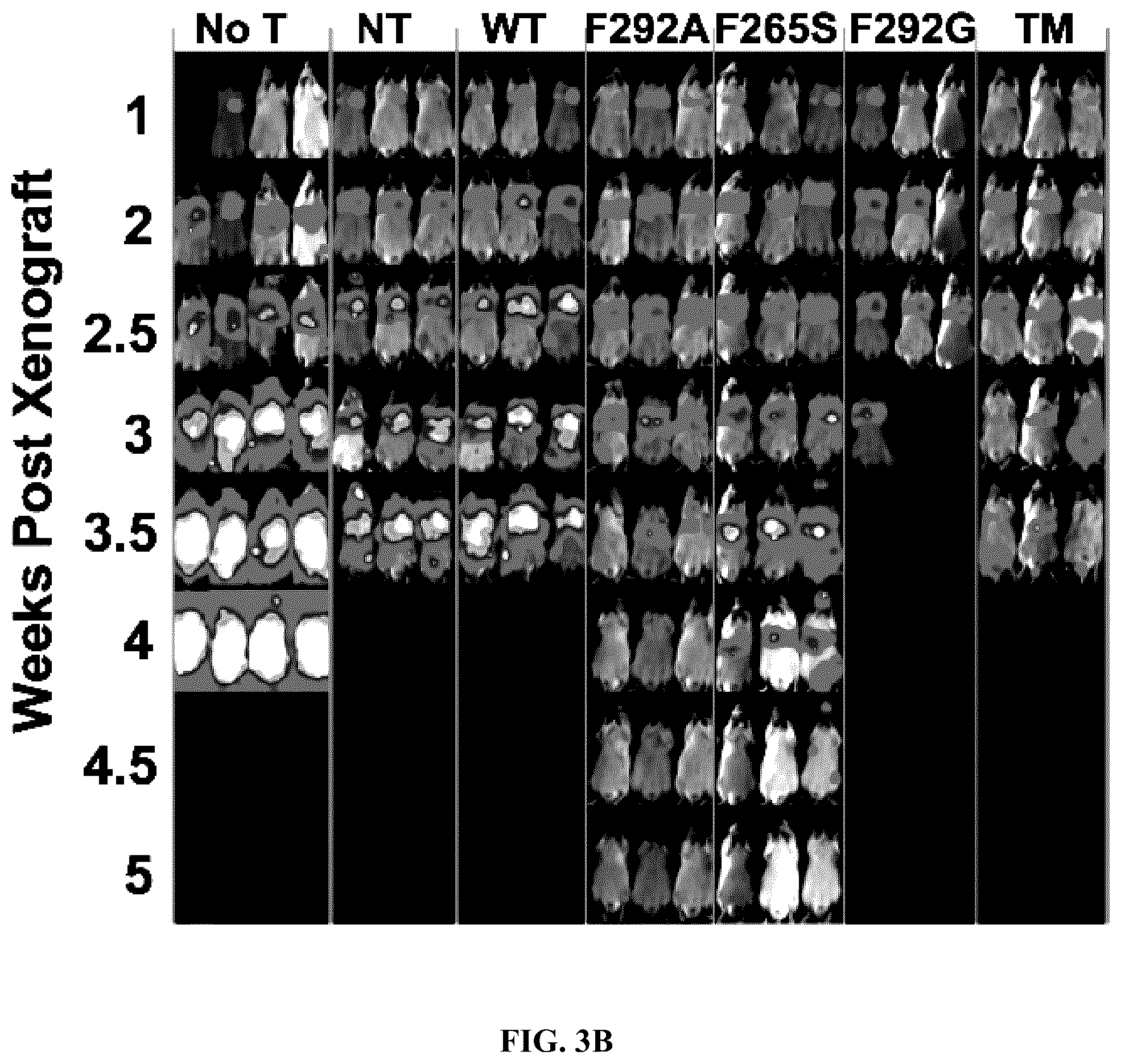 Patent US12410235 Figure 9 – I domain chimeric antigen receptor specific to ICAM-1