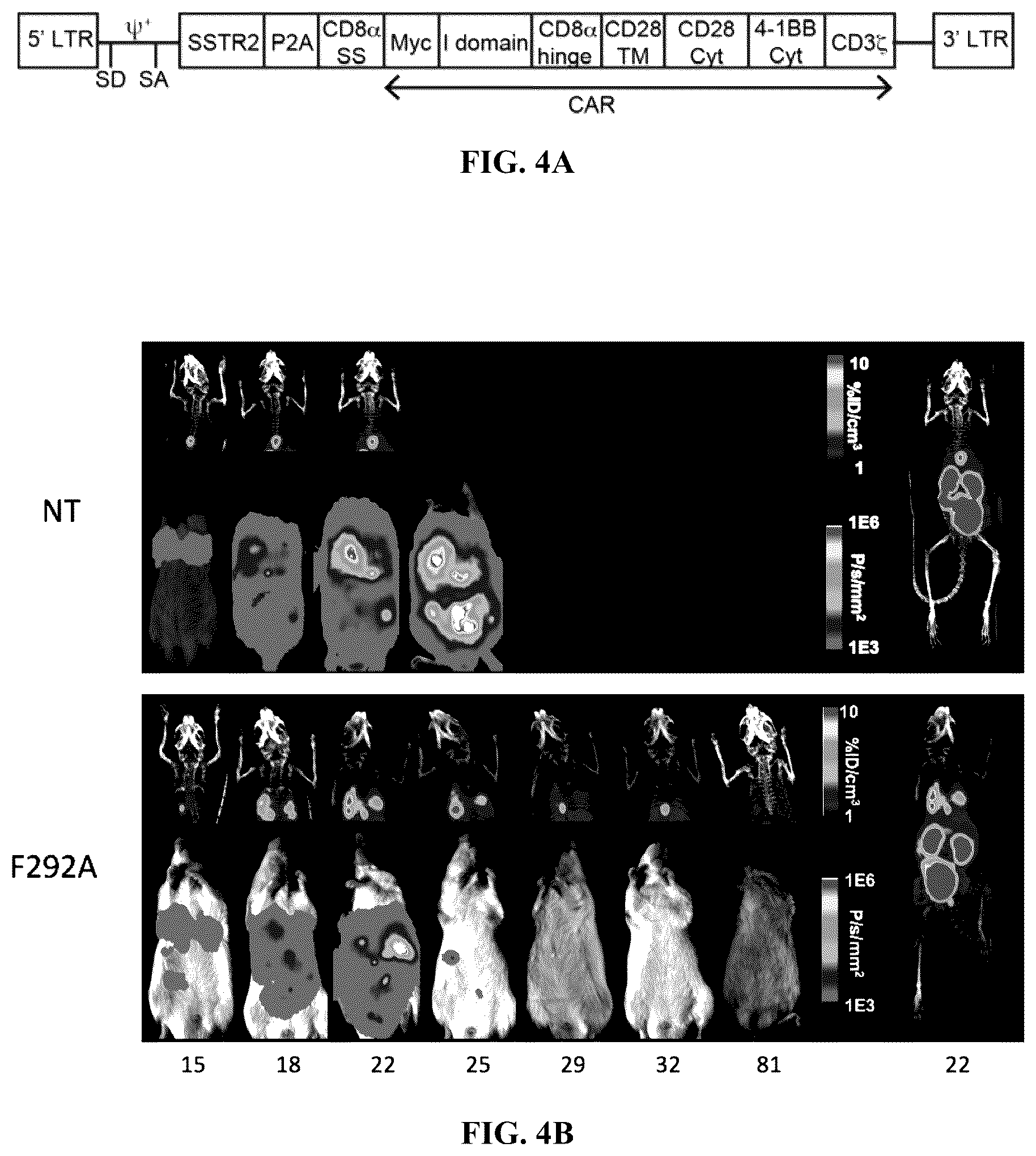 Patent US12410235 Figure 11 – I domain chimeric antigen receptor specific to ICAM-1