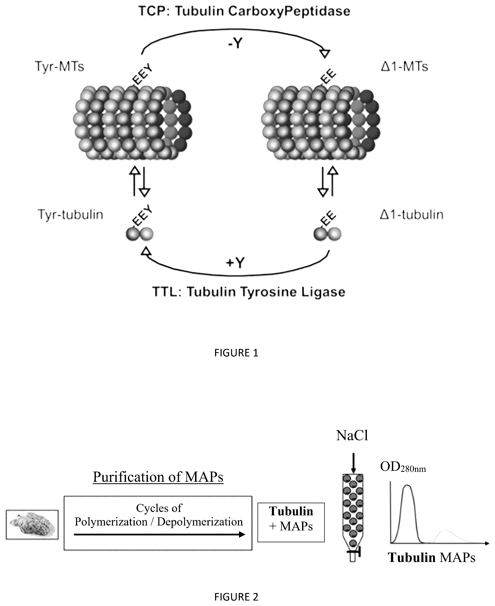 Patent US12410237 Figure 1 – Methods for purifying proteins having a tubulin carboxypeptidase activity and peptidic based inhibitors thereof