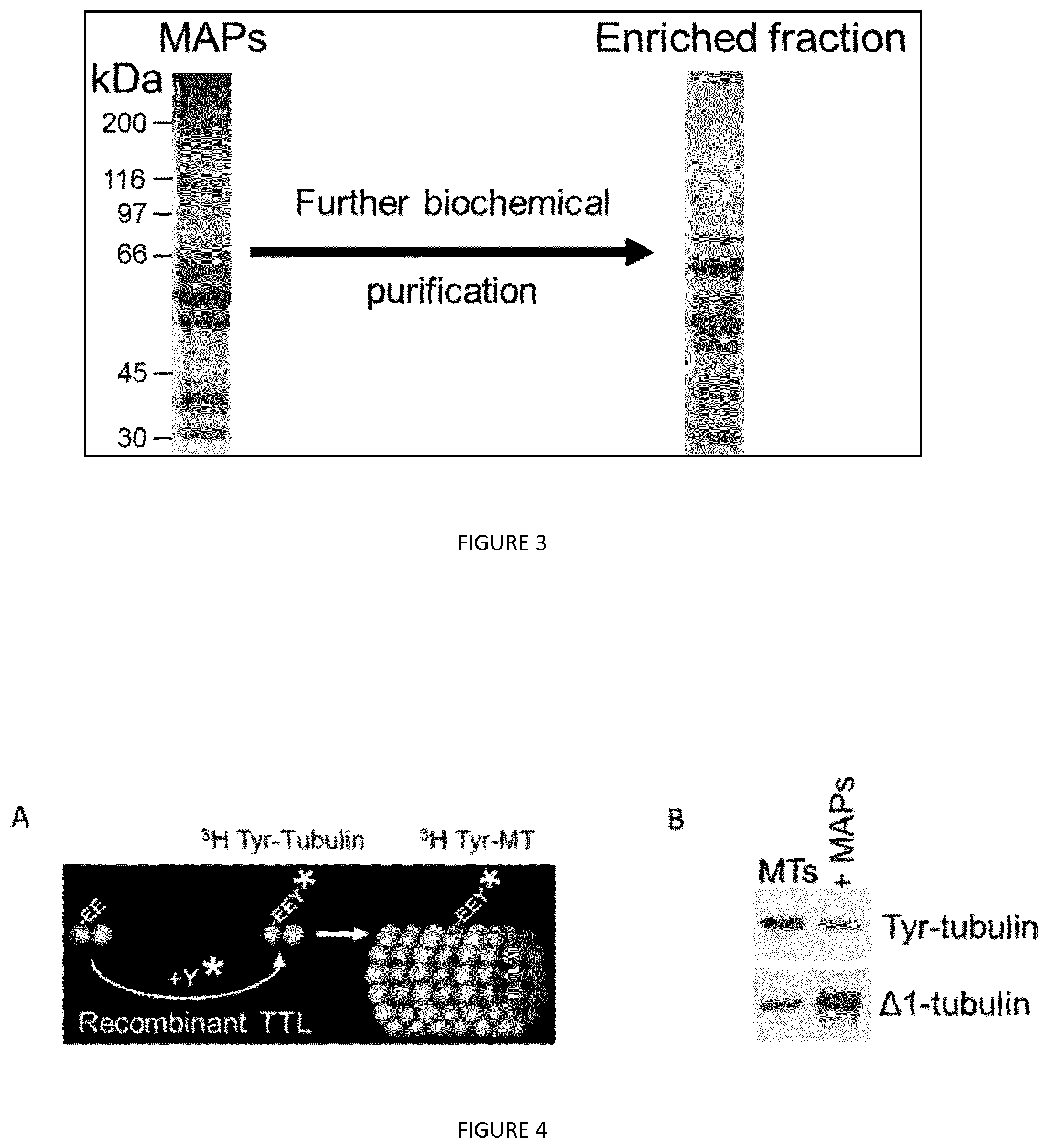 Patent US12410237 Figure 2 – Methods for purifying proteins having a tubulin carboxypeptidase activity and peptidic based inhibitors thereof
