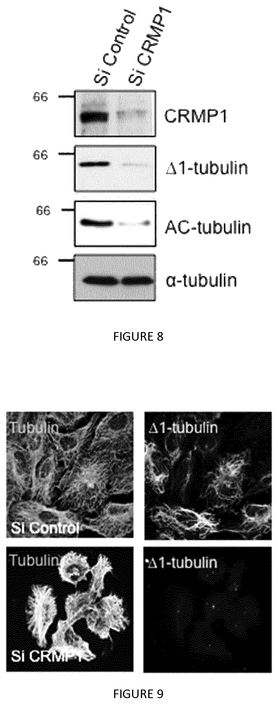 Patent US12410237 Figure 5 – Methods for purifying proteins having a tubulin carboxypeptidase activity and peptidic based inhibitors thereof
