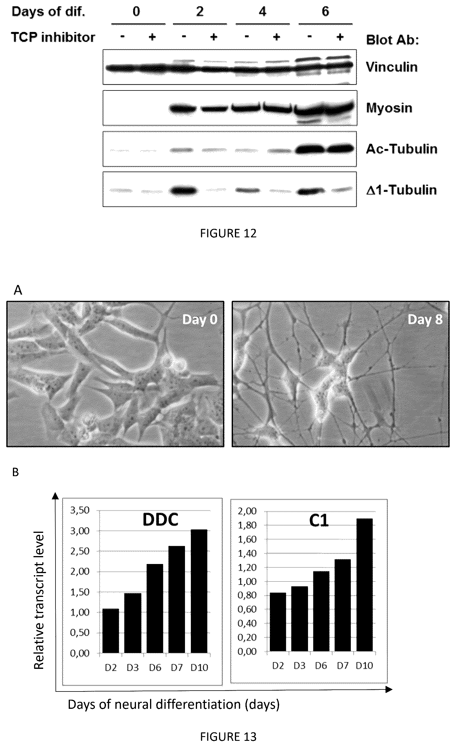 Patent US12410237 Figure 8 – Methods for purifying proteins having a tubulin carboxypeptidase activity and peptidic based inhibitors thereof