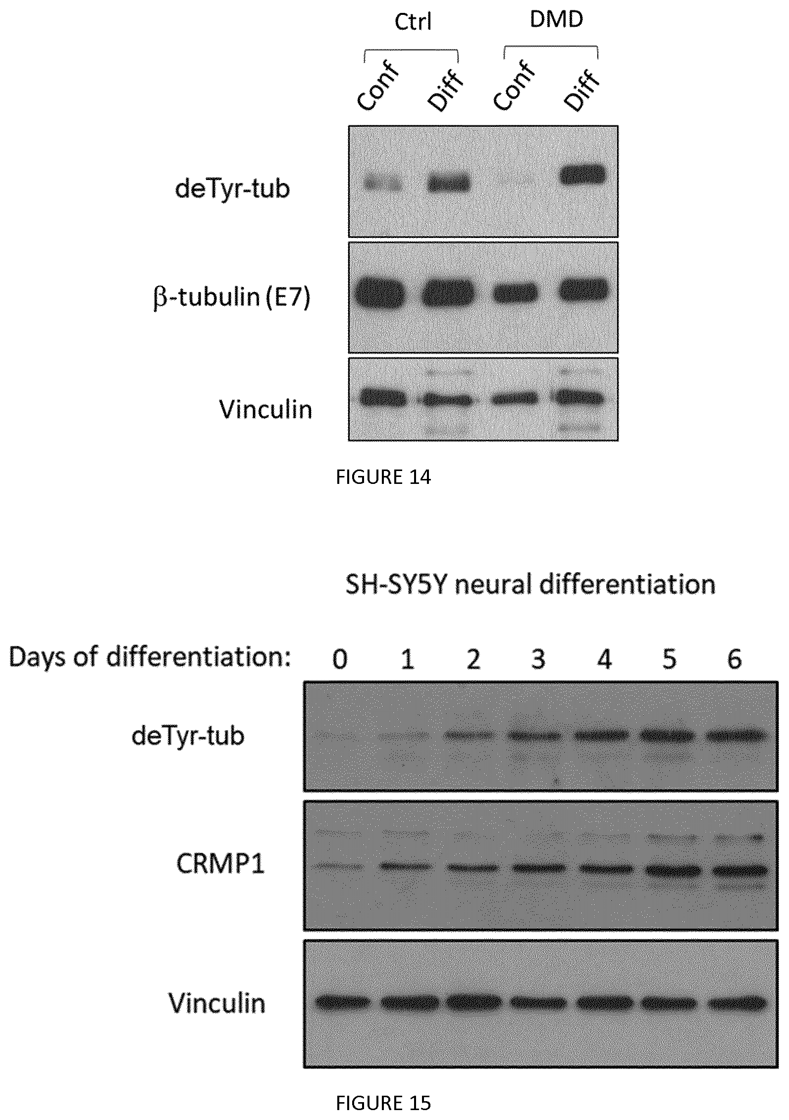 Patent US12410237 Figure 9 – Methods for purifying proteins having a tubulin carboxypeptidase activity and peptidic based inhibitors thereof