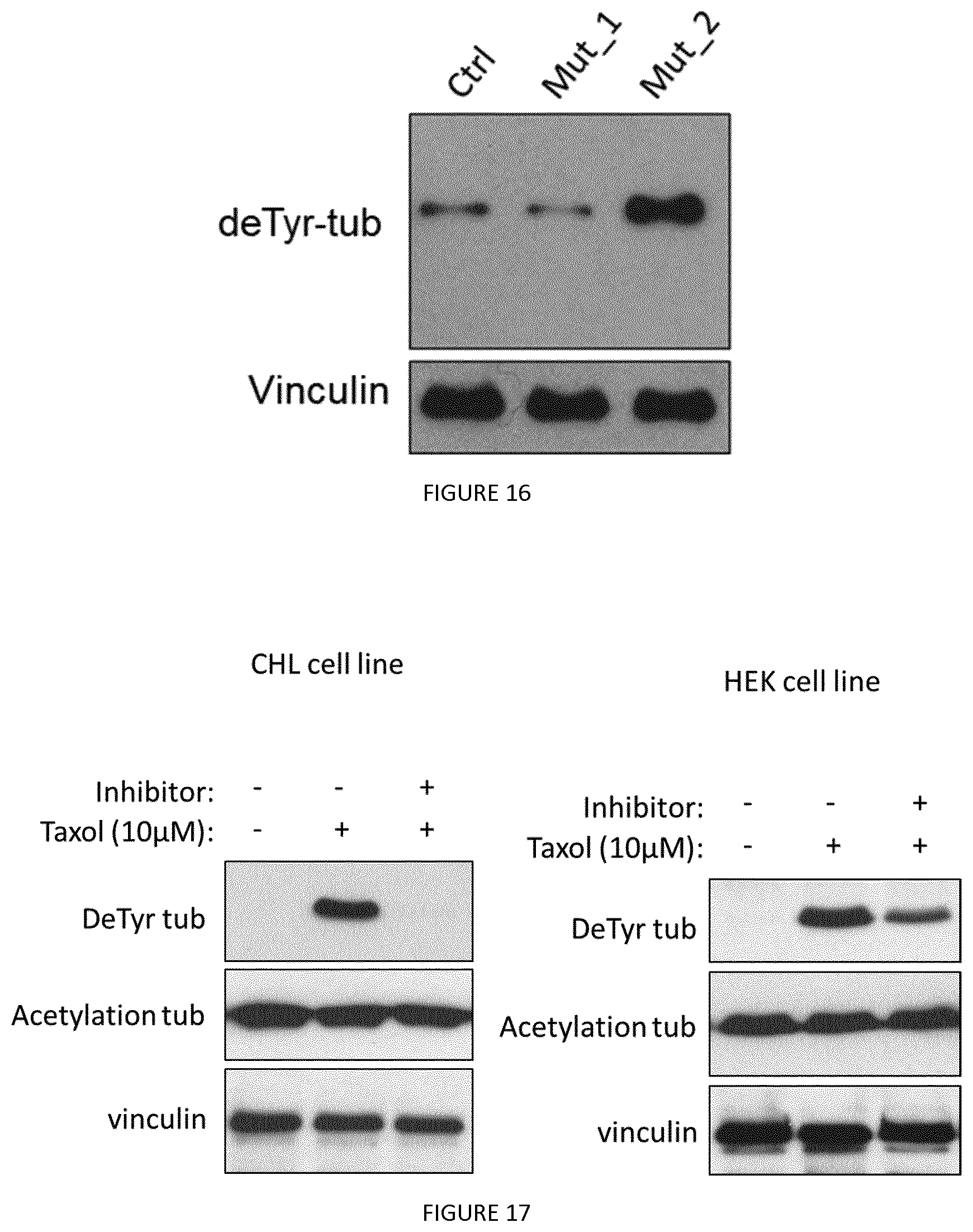 Patent US12410237 Figure 10 – Methods for purifying proteins having a tubulin carboxypeptidase activity and peptidic based inhibitors thereof