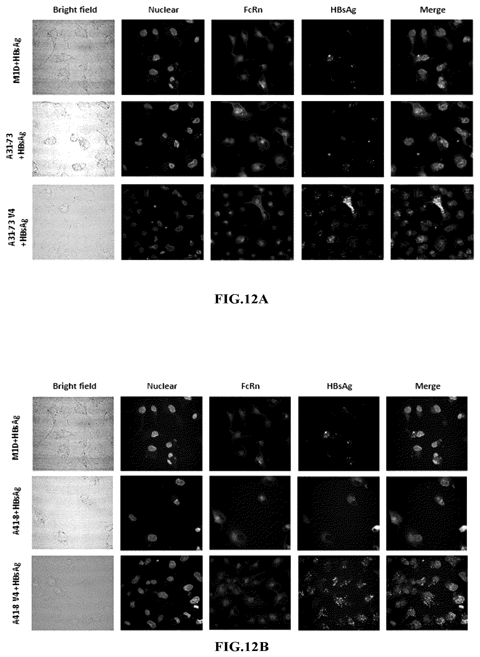 Patent US12410239 Figure 9 – Anti-hepatitis B virus antibody and uses thereof