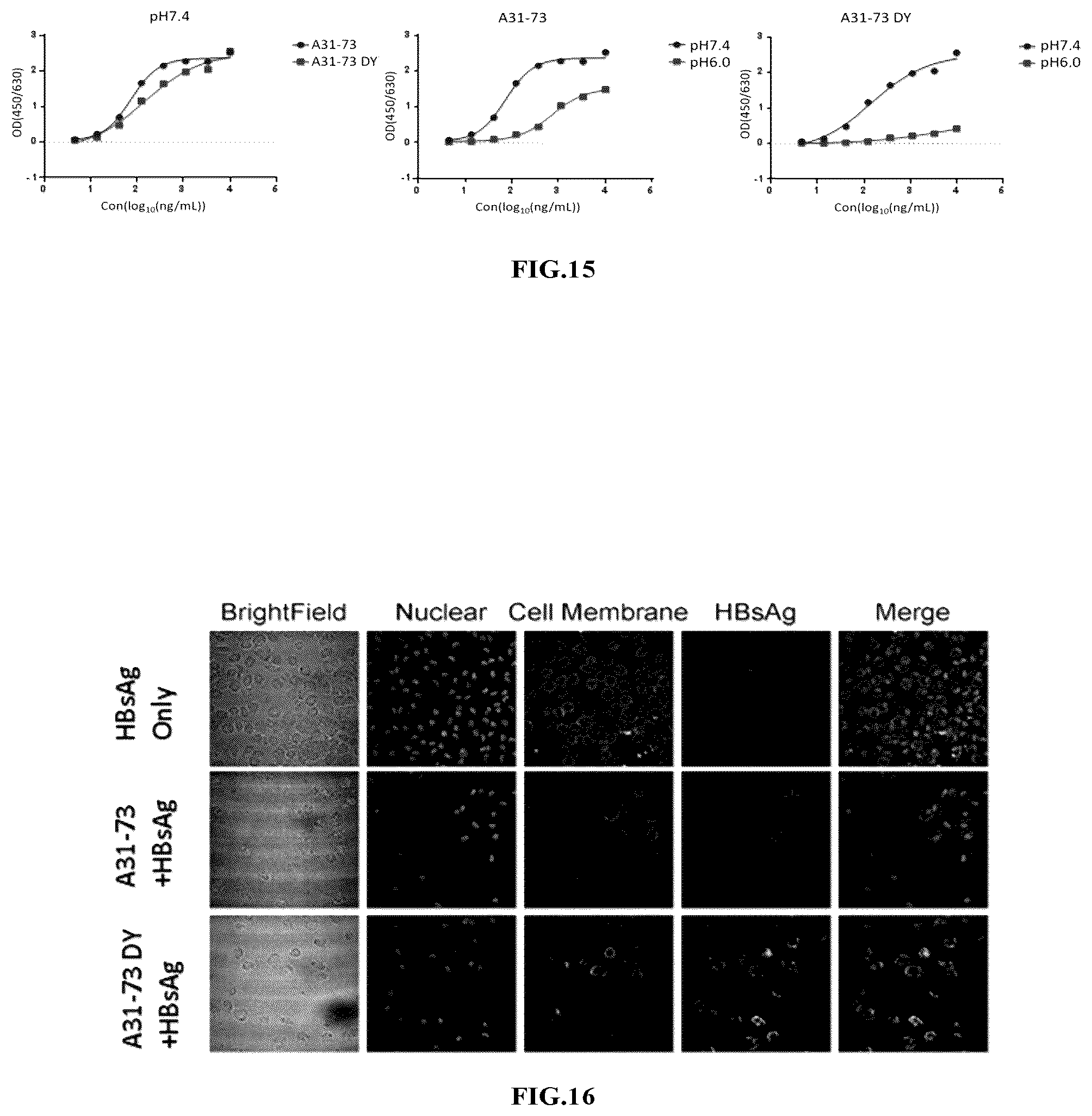 Patent US12410239 Figure 12 – Anti-hepatitis B virus antibody and uses thereof