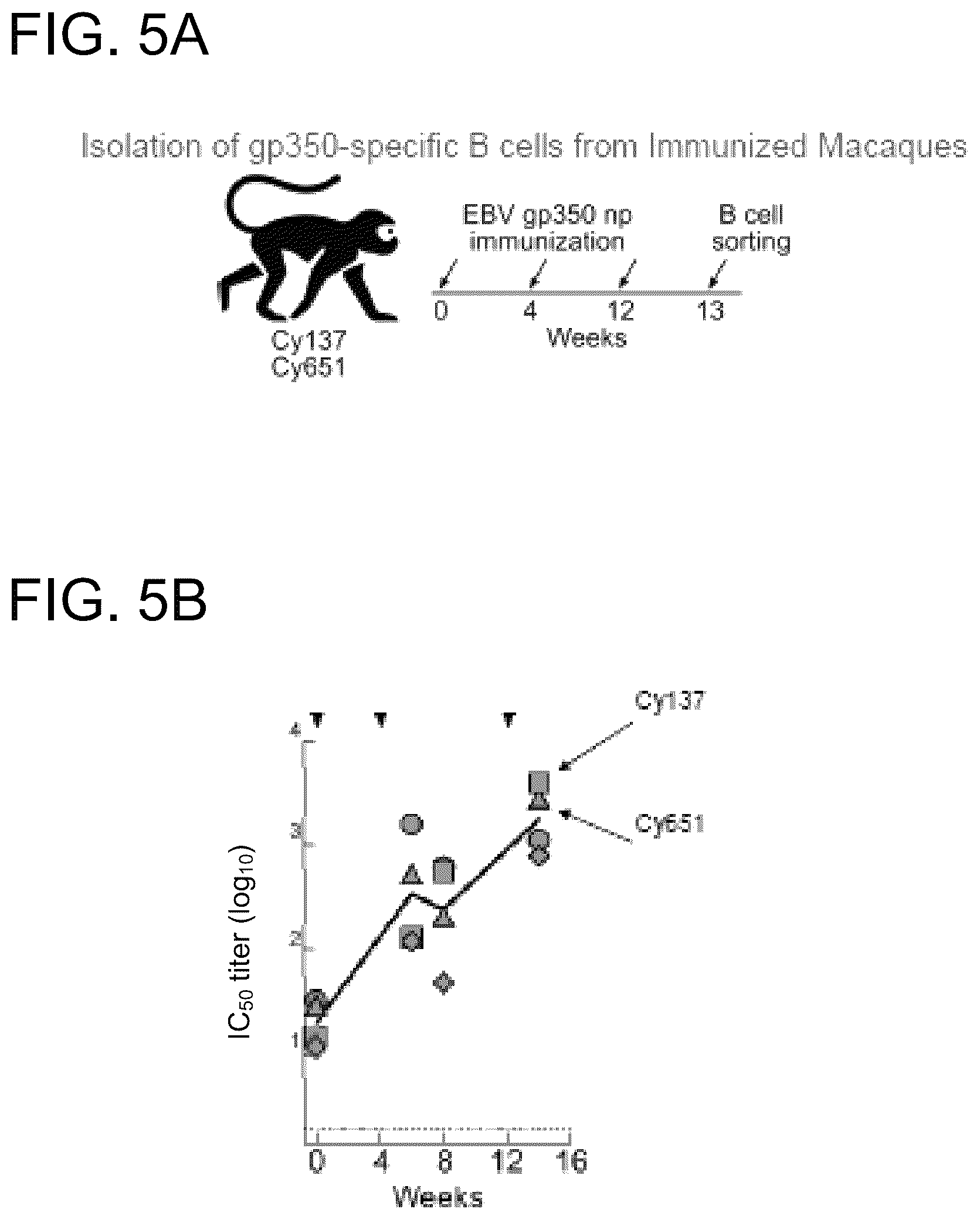Patent US12410240 Figure 7 – Antibodies and methods for the diagnosis and treatment of Epstein Barr virus infection