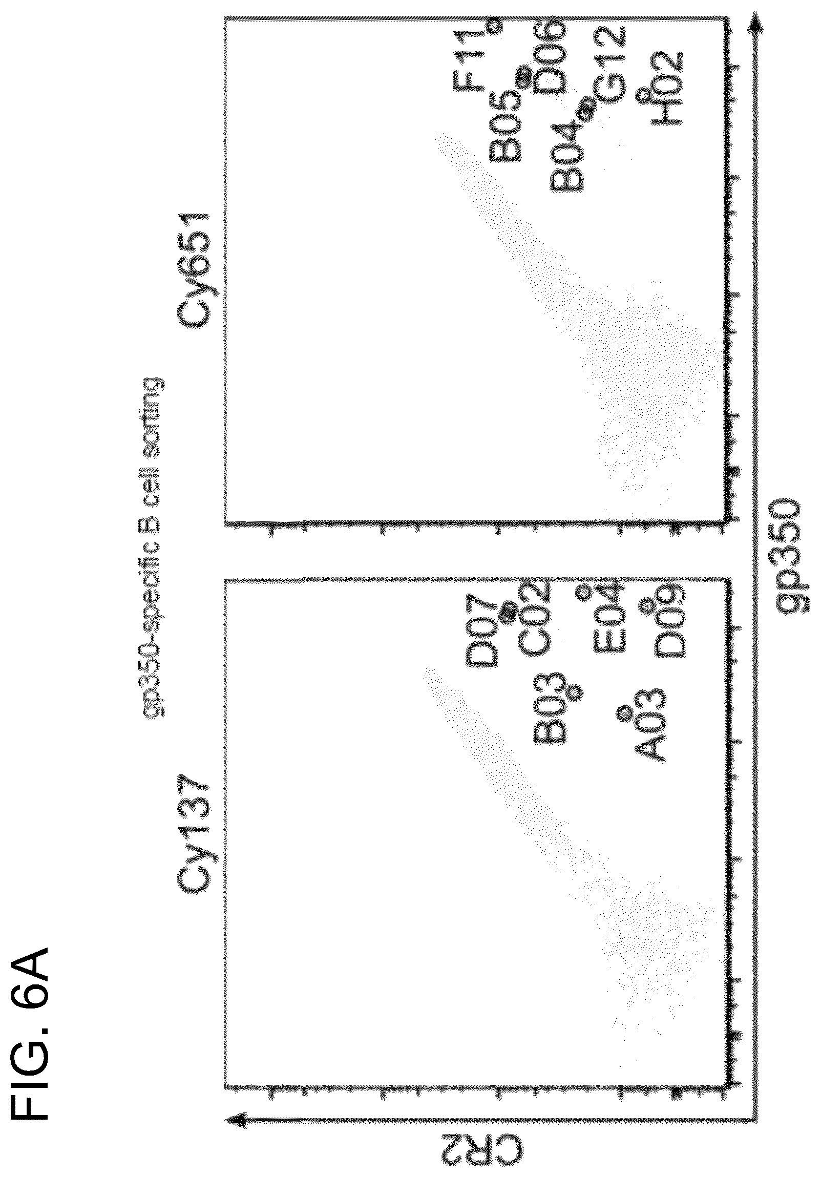 Patent US12410240 Figure 12 – Antibodies and methods for the diagnosis and treatment of Epstein Barr virus infection