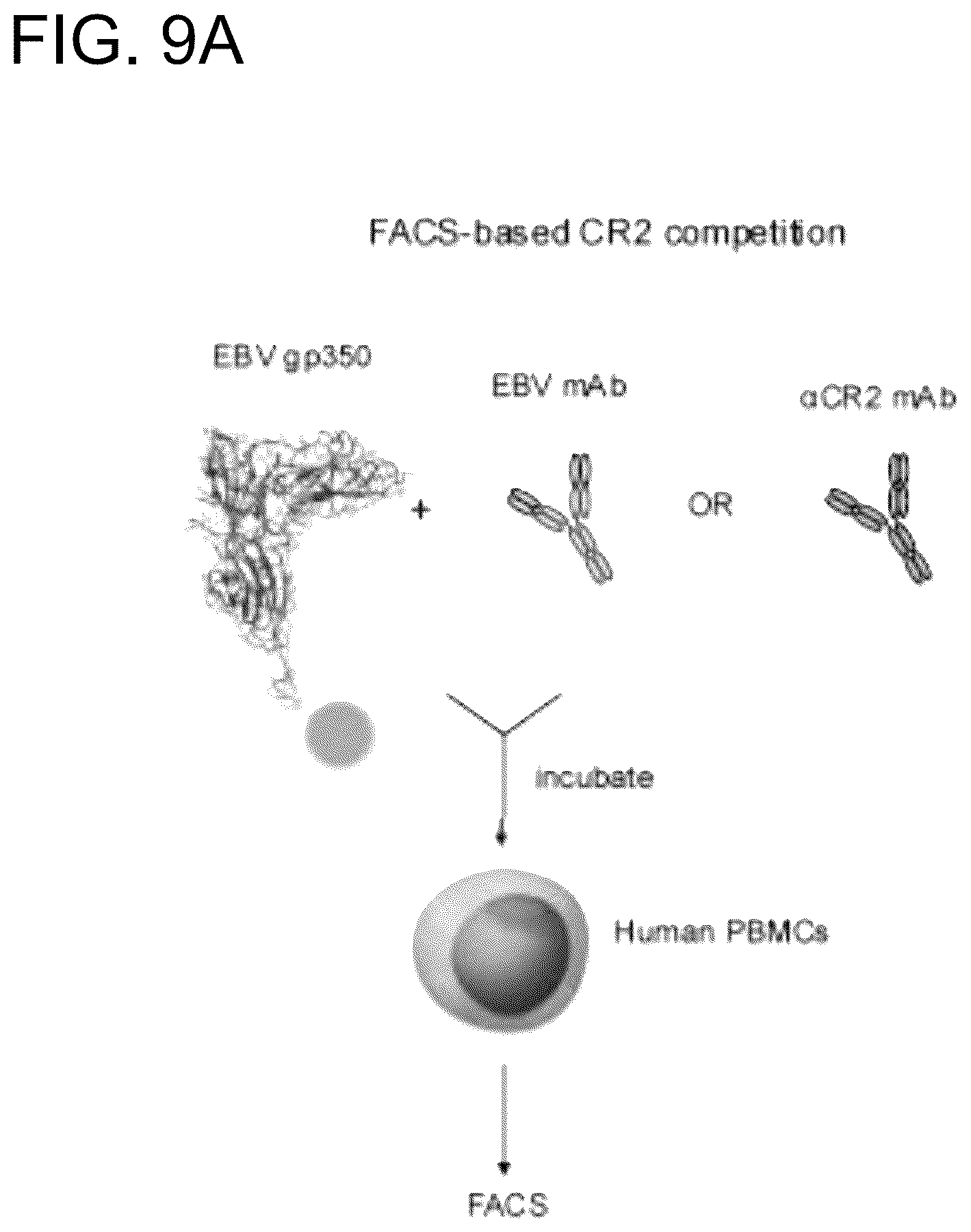 Patent US12410240 Figure 16 – Antibodies and methods for the diagnosis and treatment of Epstein Barr virus infection